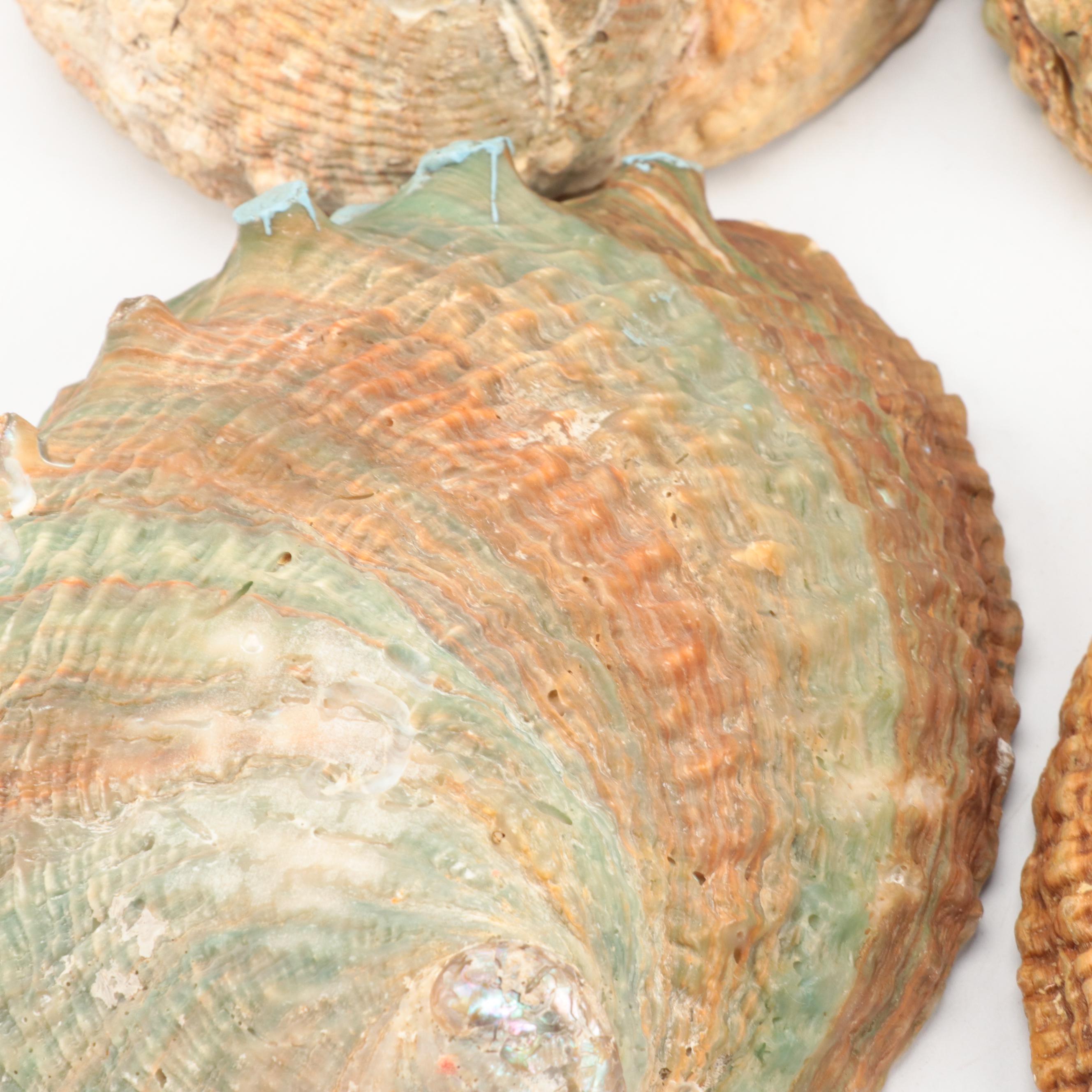Abalone Shell Specimens and Footed Bowls