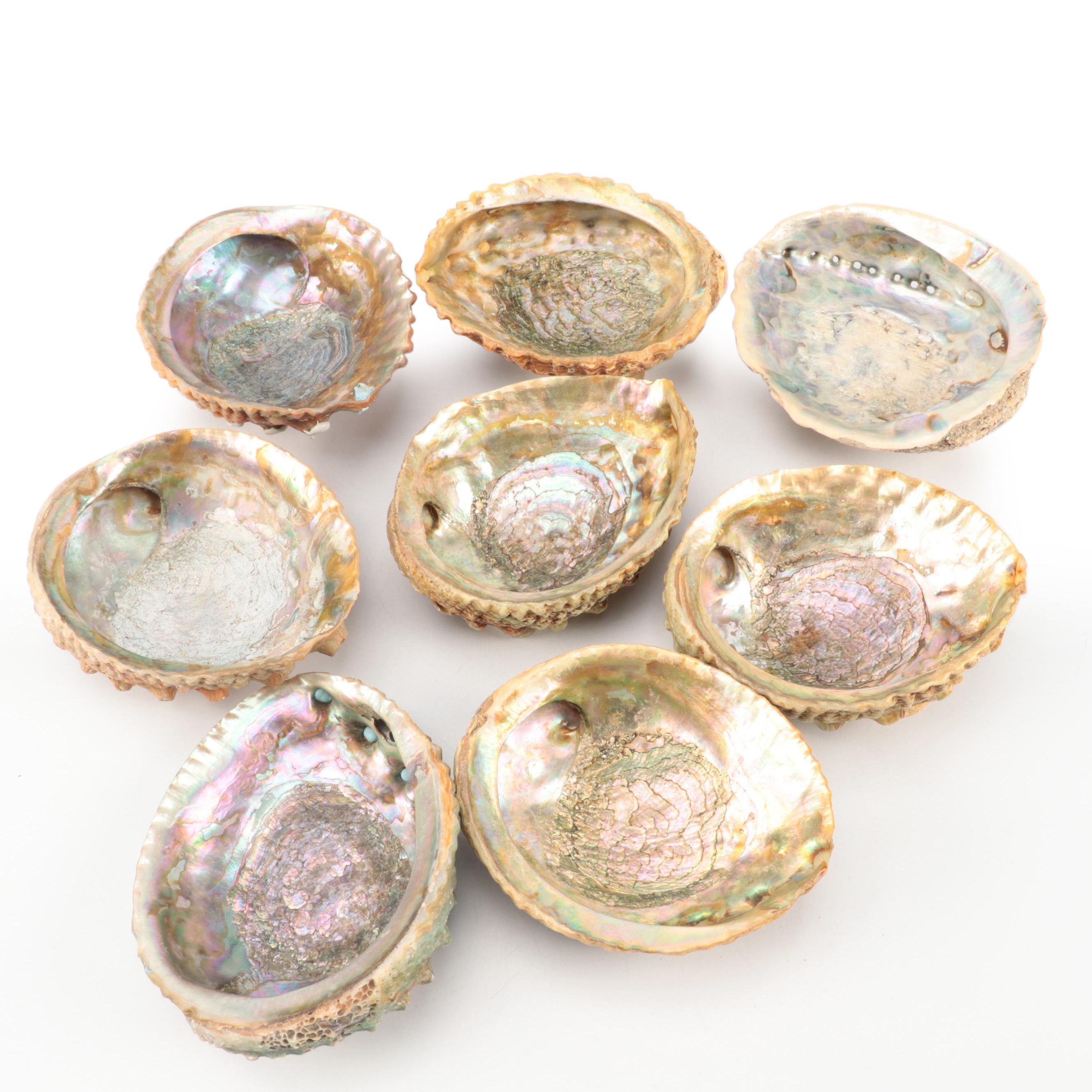 Abalone Shell Specimens and Footed Bowls