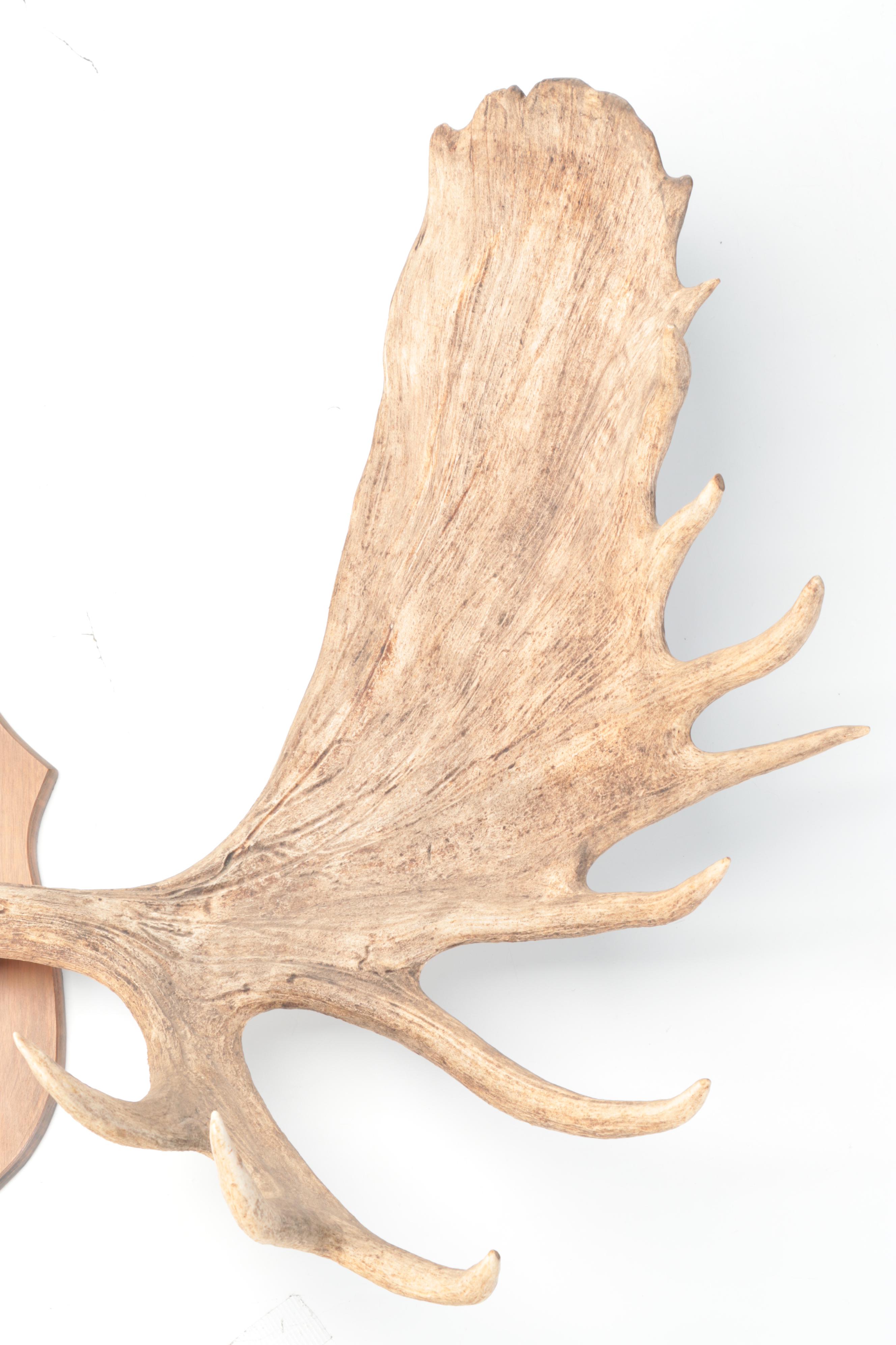 Taxidermy Moose Antlers Mount