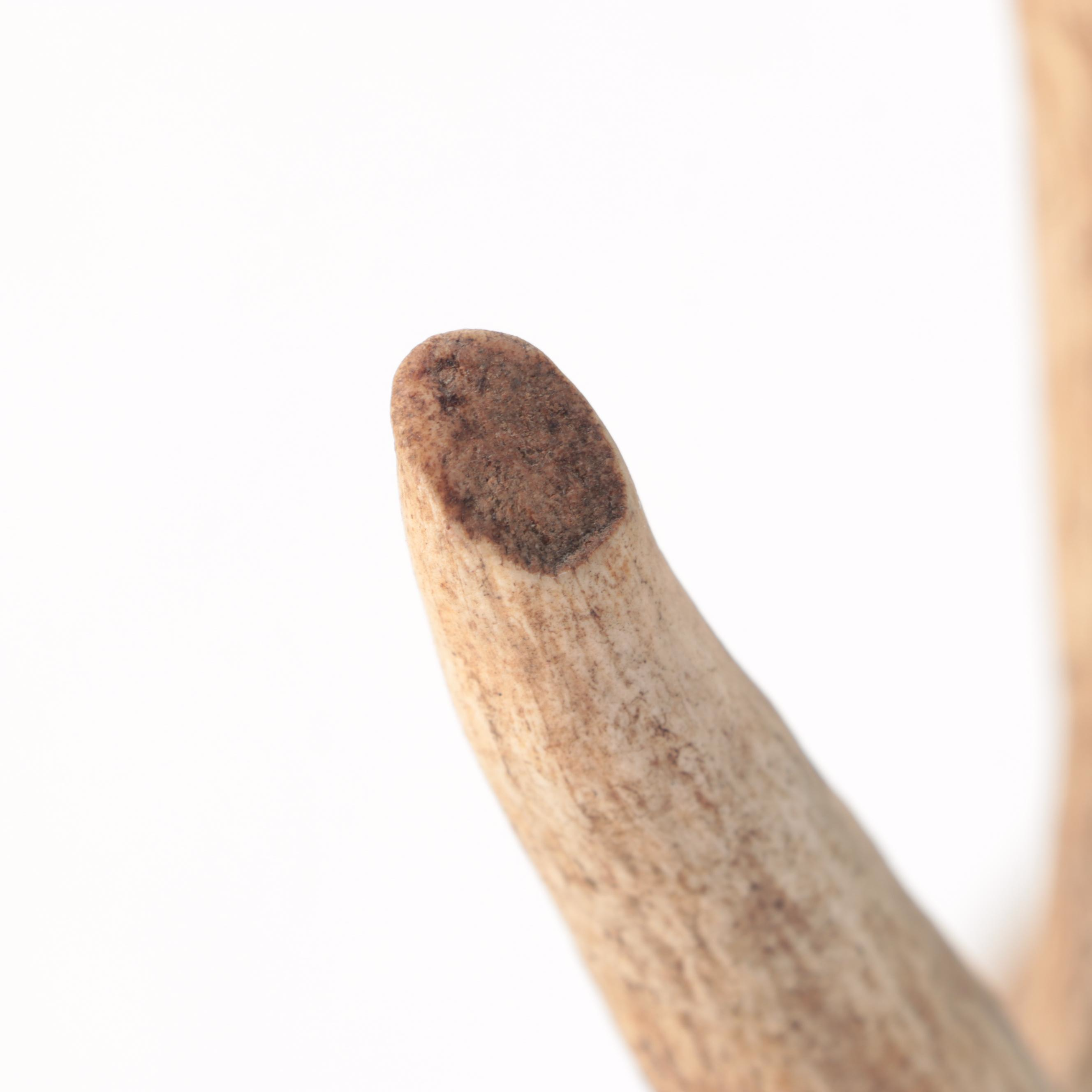 Taxidermy Moose Antlers Mount