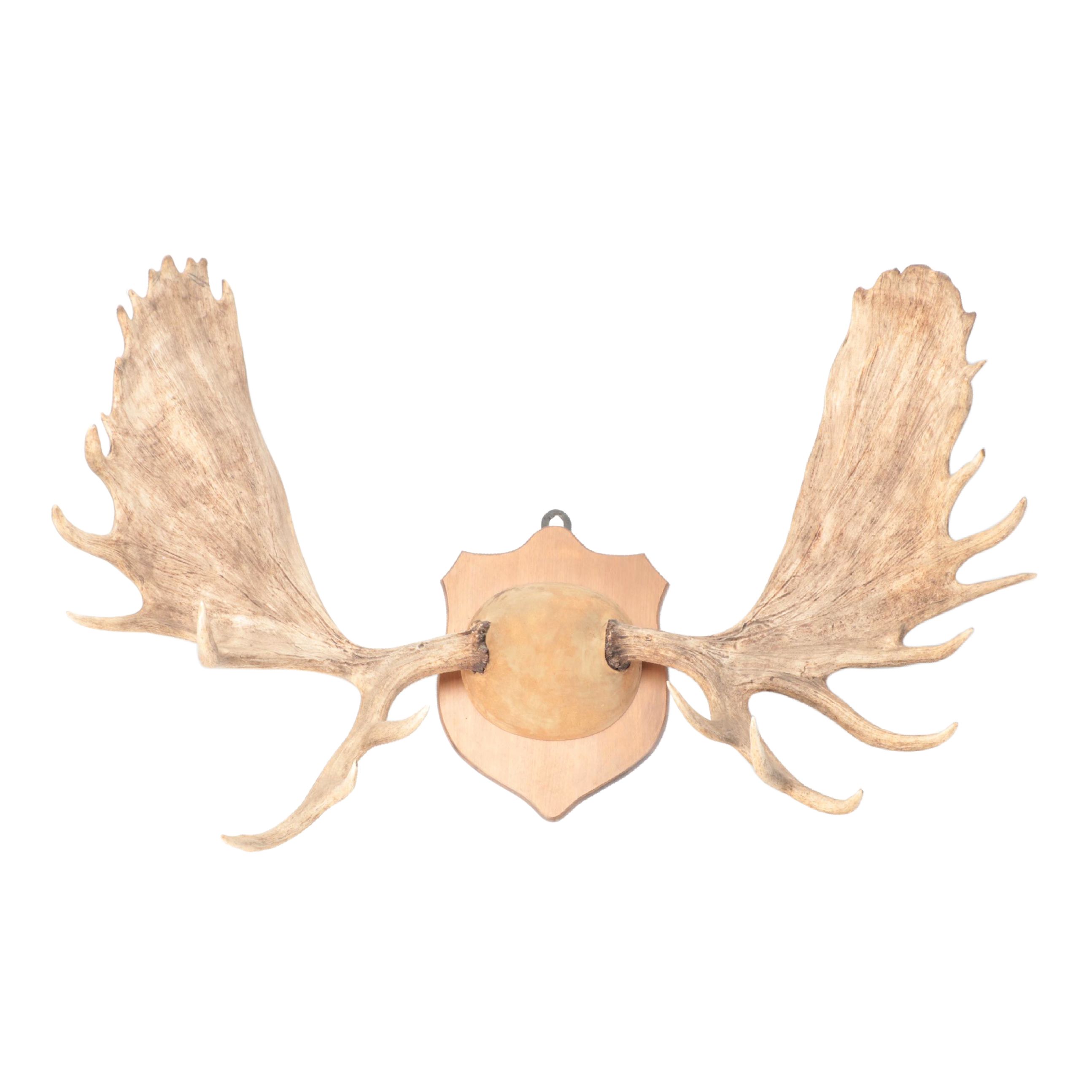 Taxidermy Moose Antlers Mount