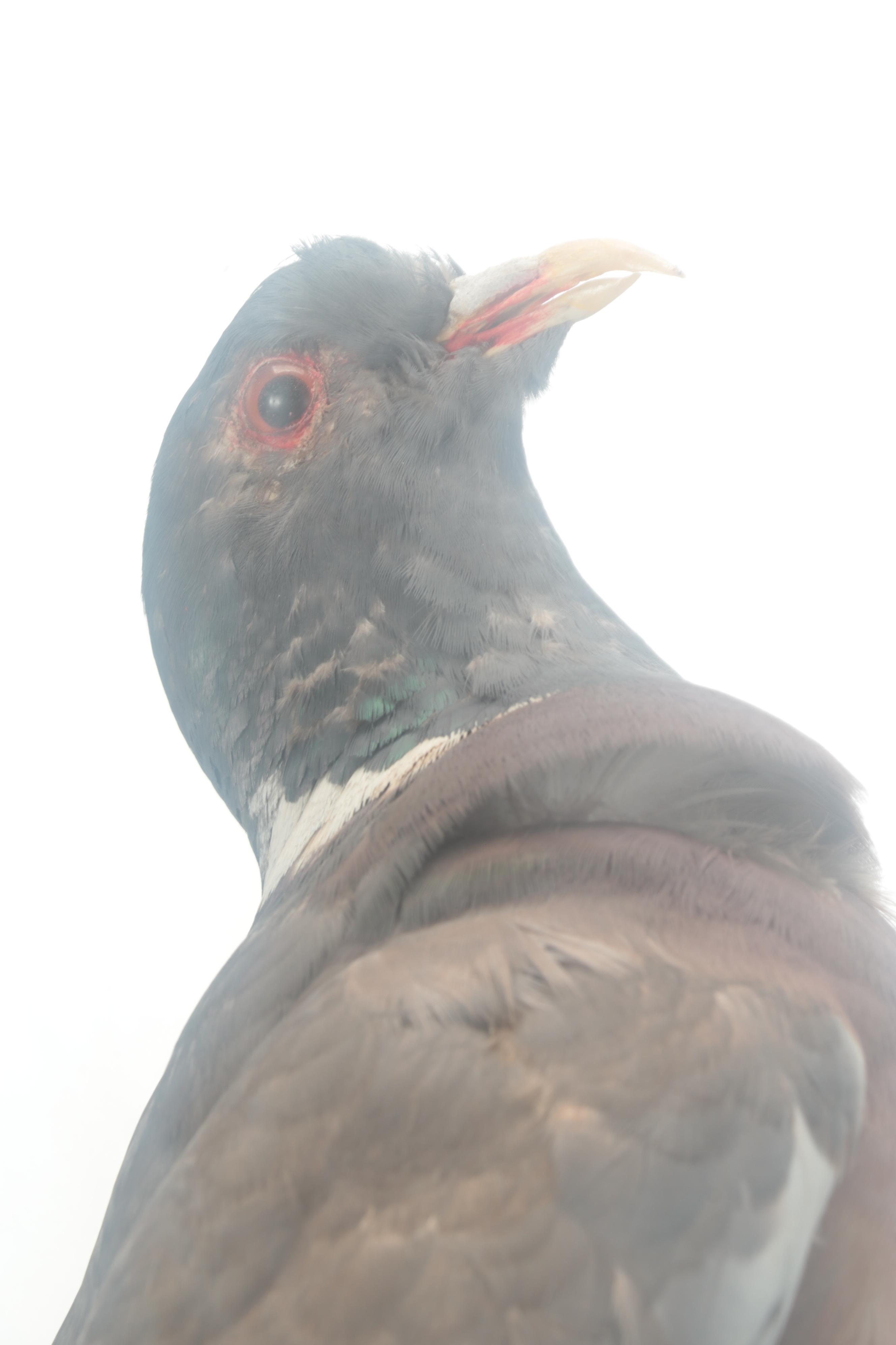 Taxidermy Rock Pigeon Full Body Mount in Vitrine