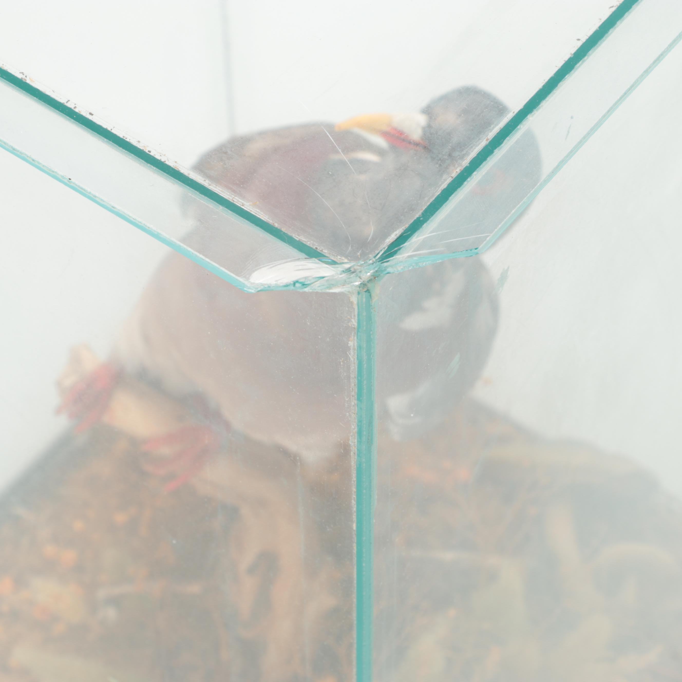 Taxidermy Rock Pigeon Full Body Mount in Vitrine