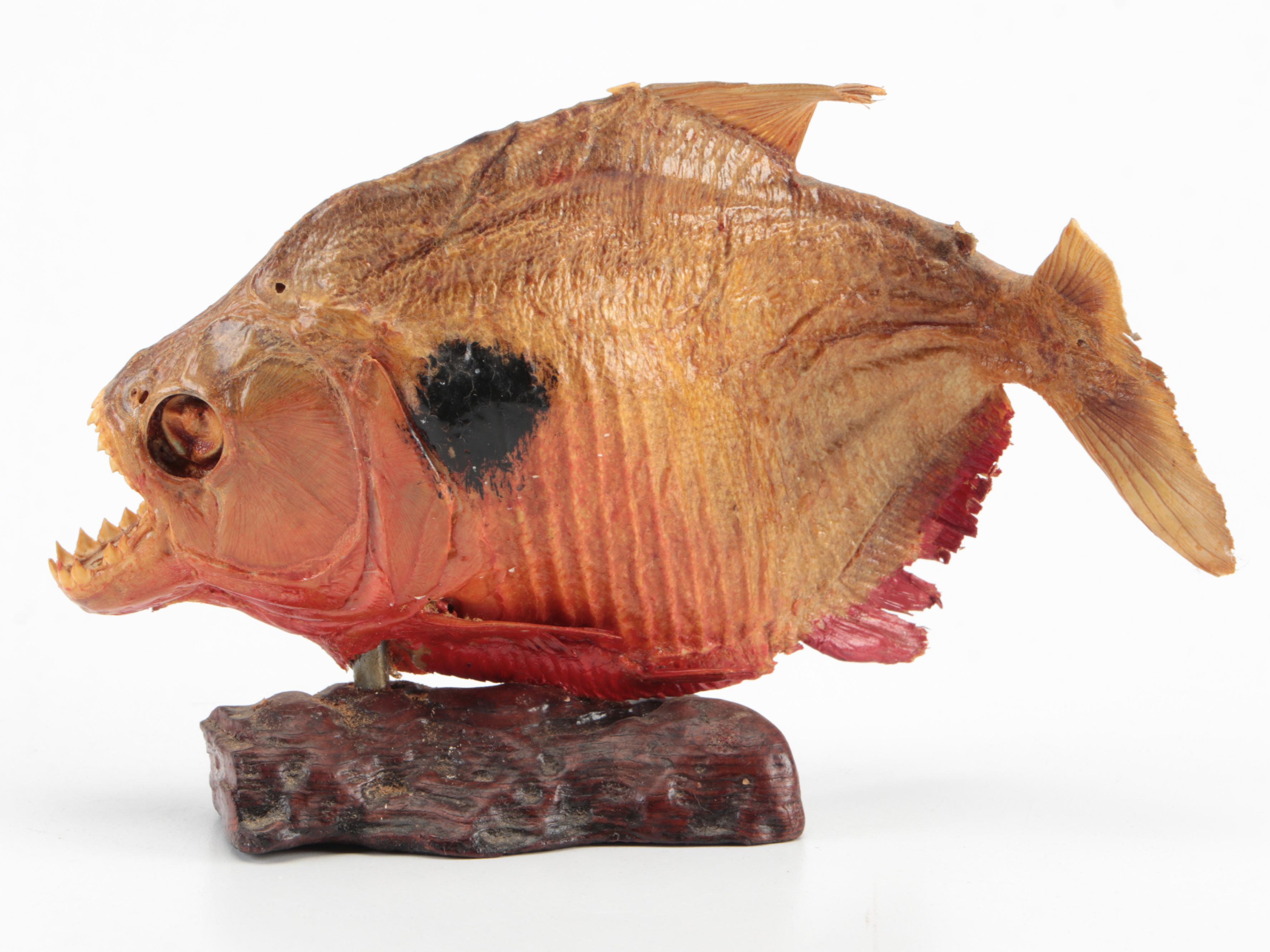 Taxidermy Black Spot Piranha Full Body Mounts
