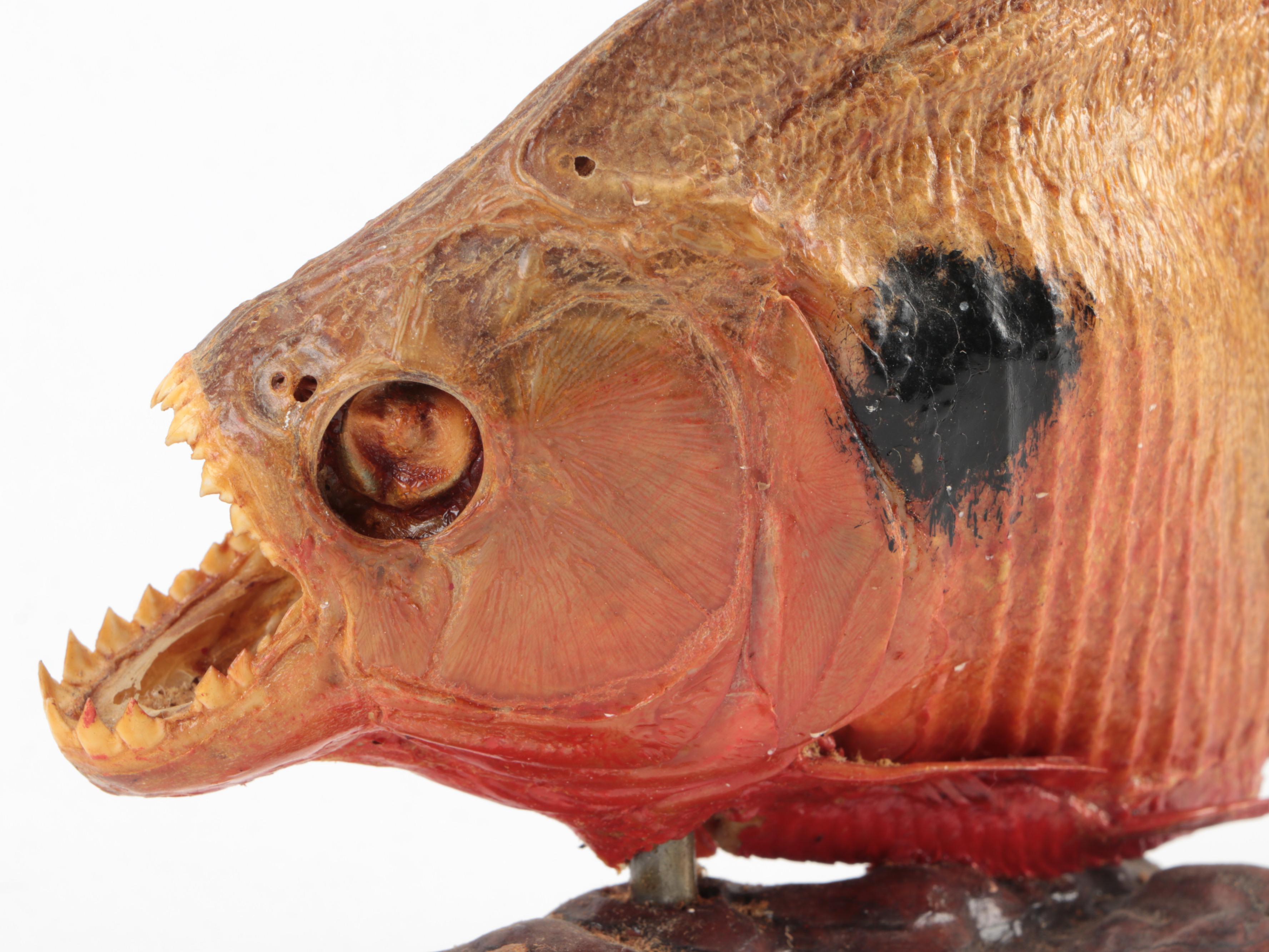 Taxidermy Black Spot Piranha Full Body Mounts