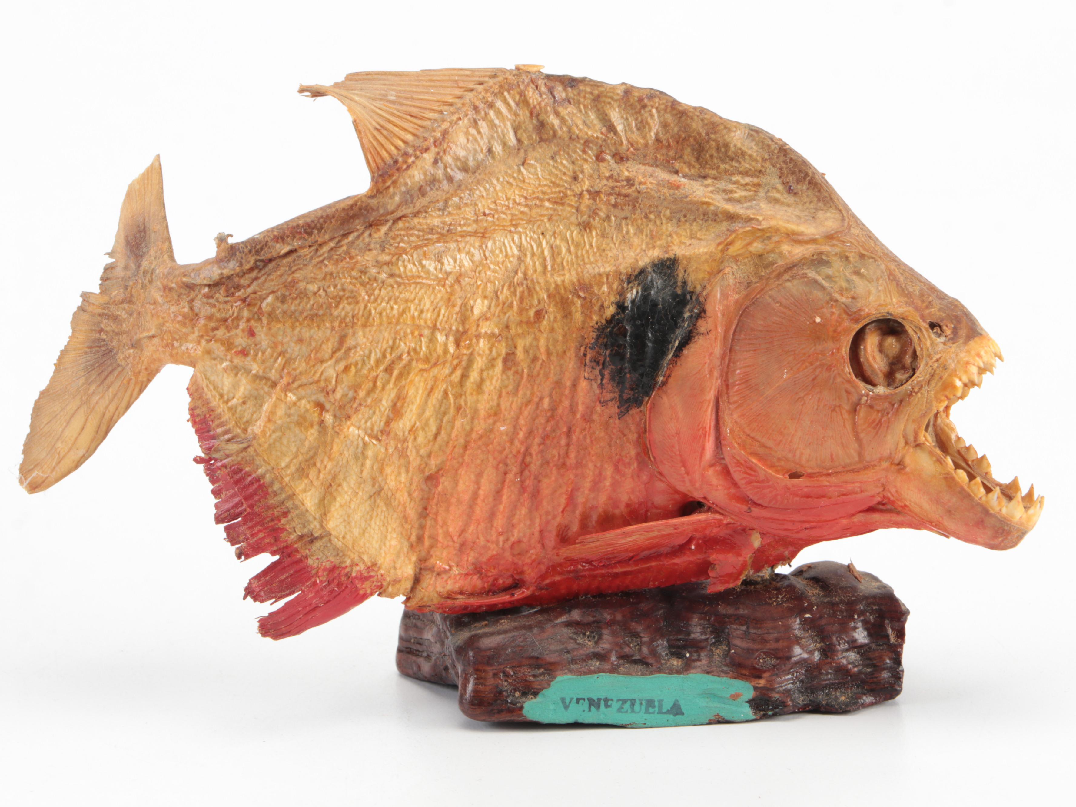 Taxidermy Black Spot Piranha Full Body Mounts