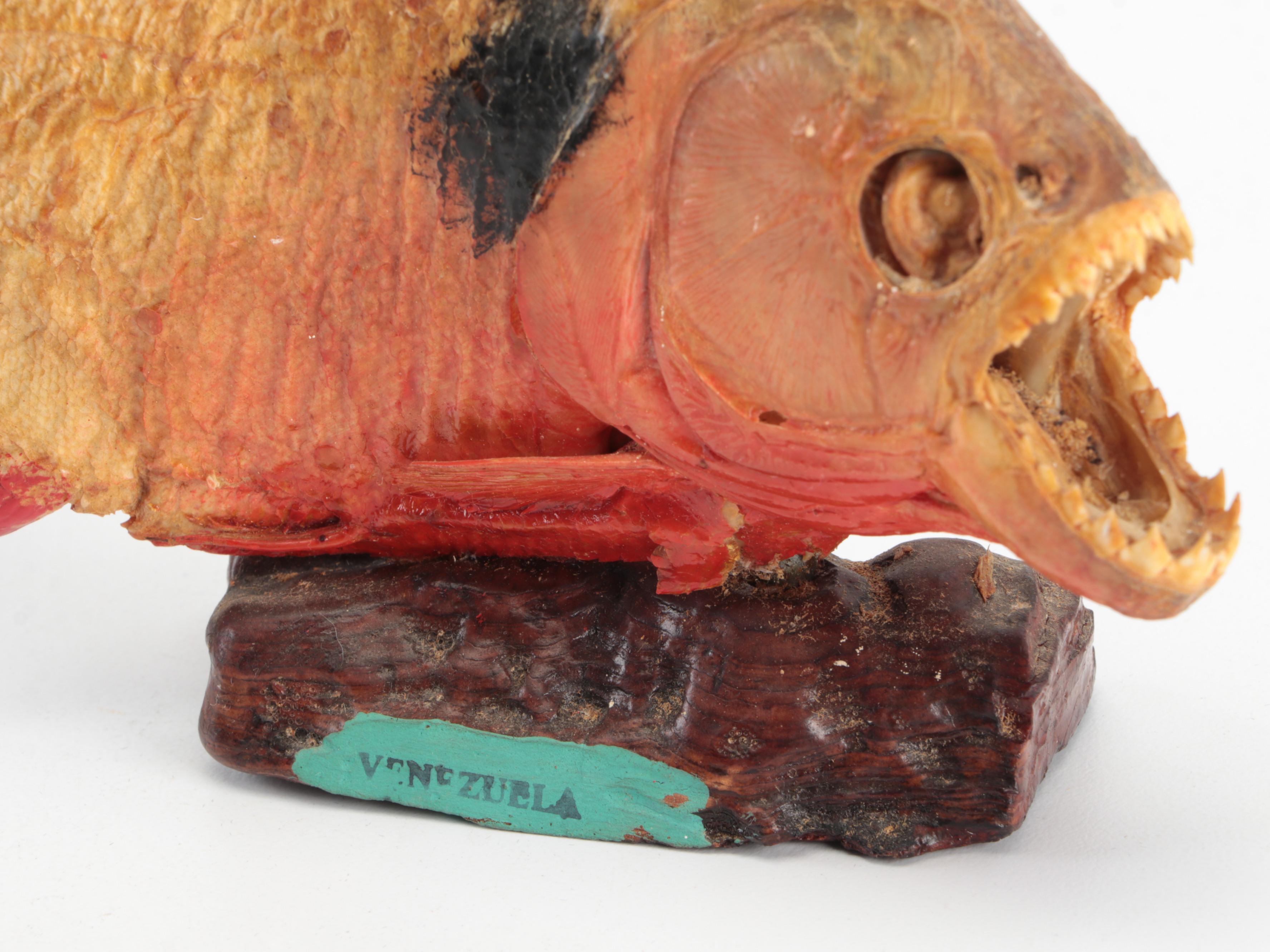 Taxidermy Black Spot Piranha Full Body Mounts