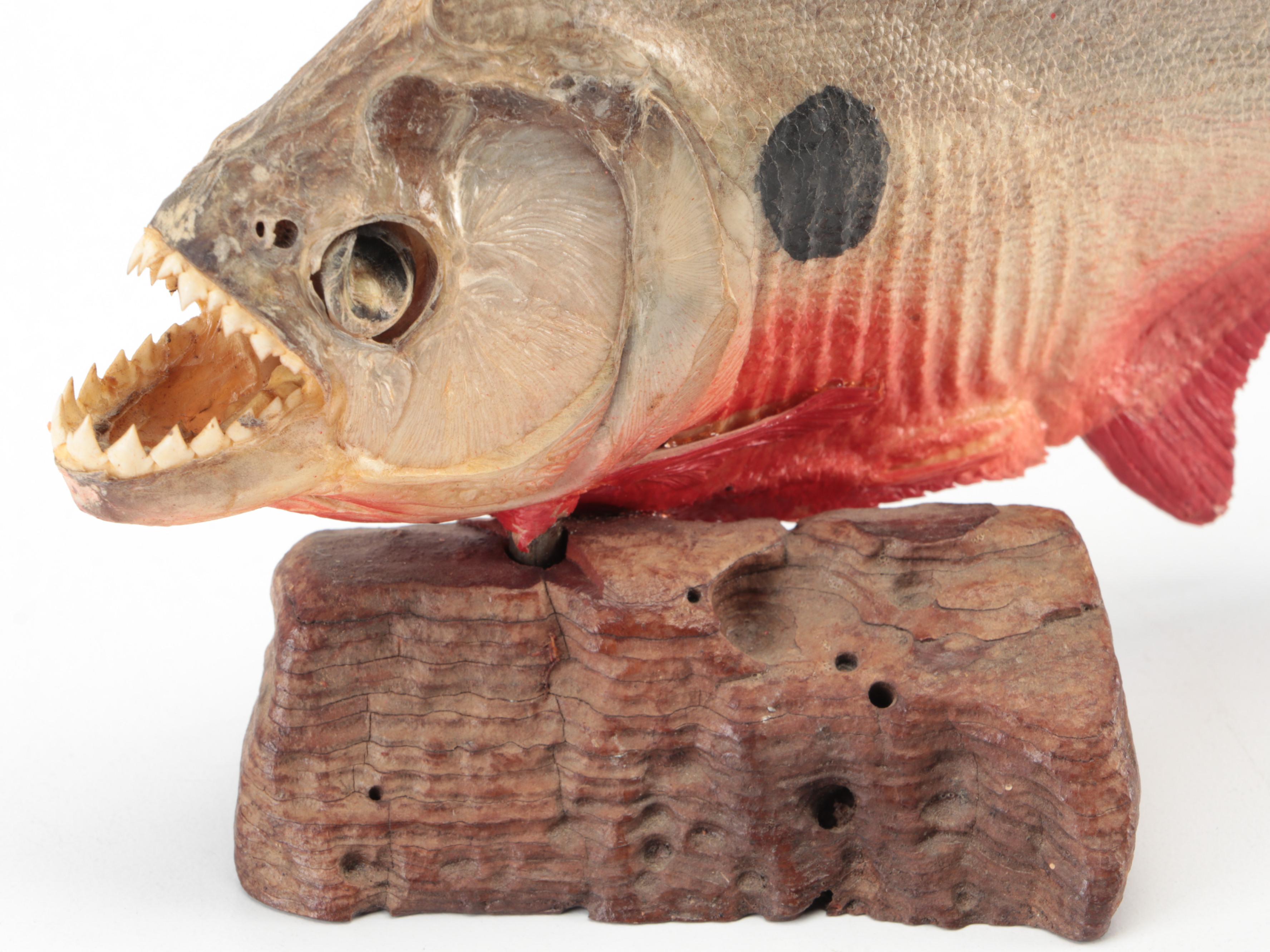 Taxidermy Black Spot Piranha Full Body Mounts