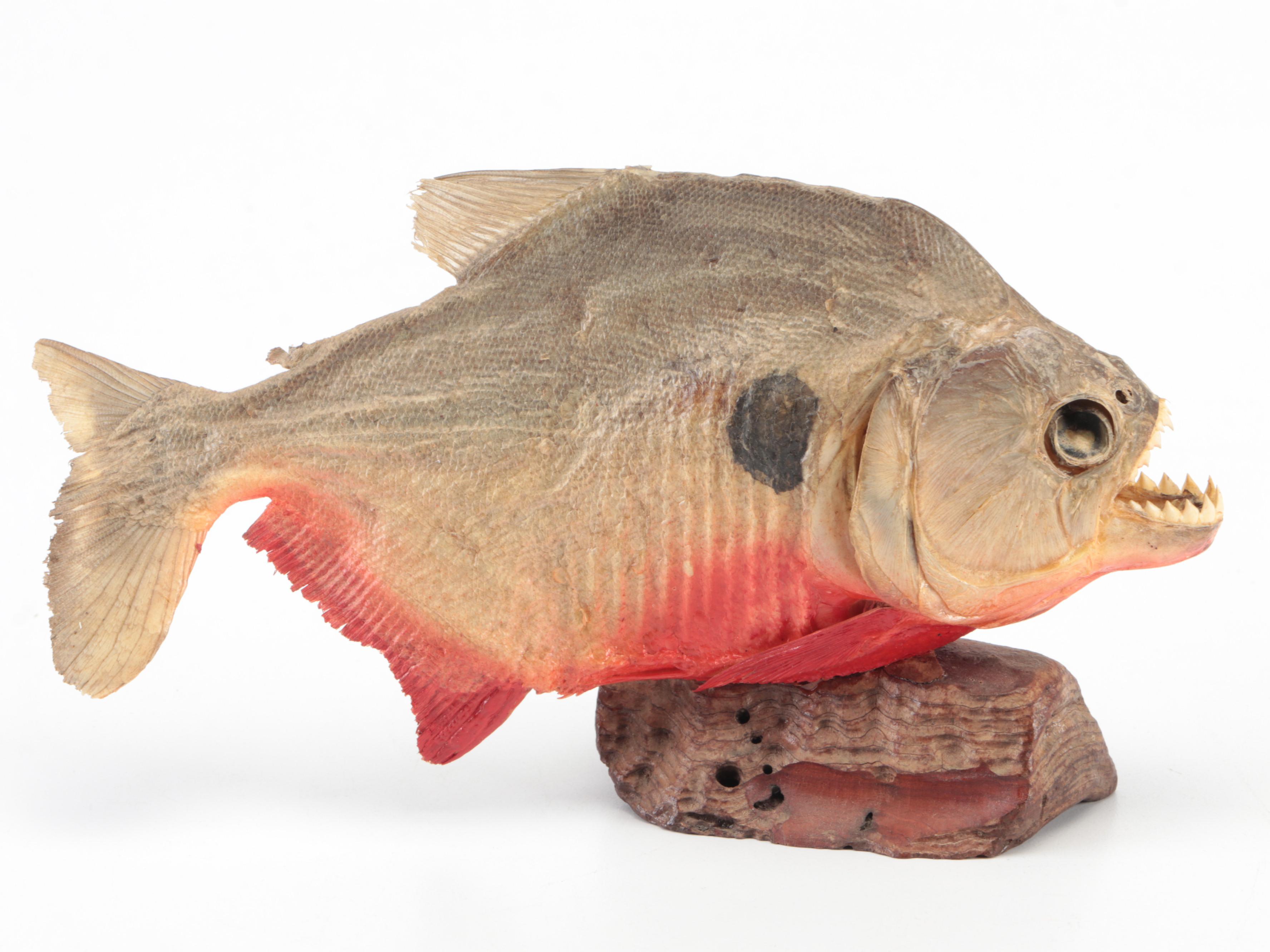 Taxidermy Black Spot Piranha Full Body Mounts