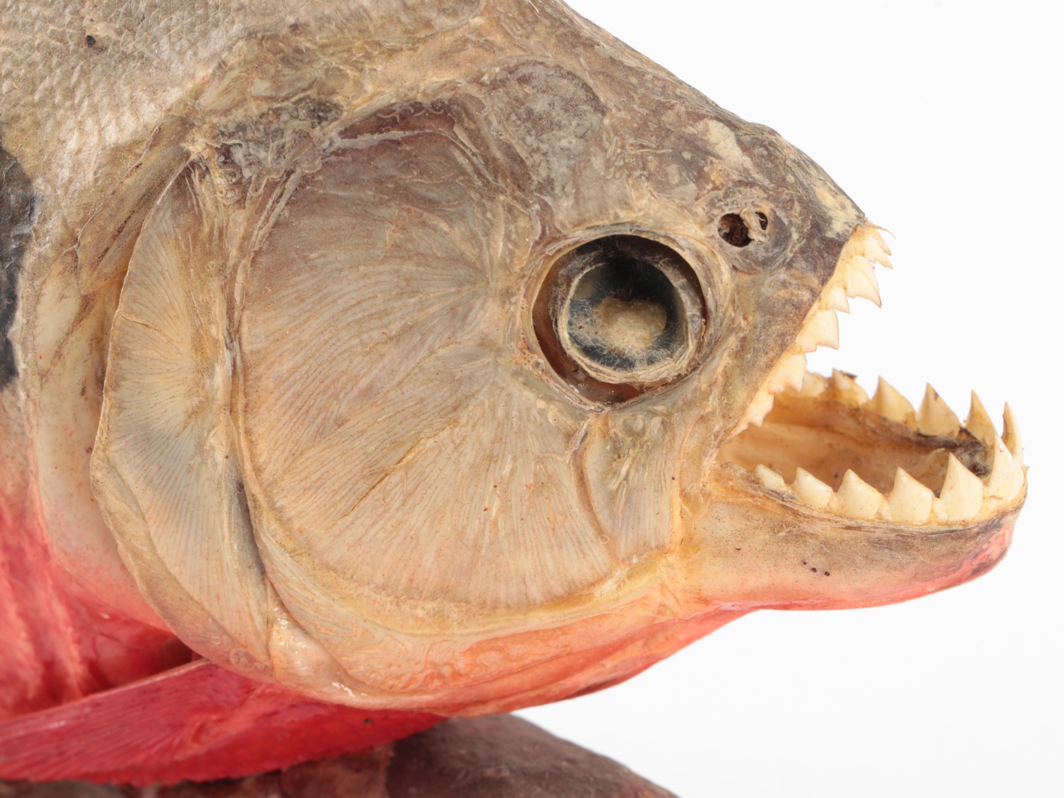 Taxidermy Black Spot Piranha Full Body Mounts