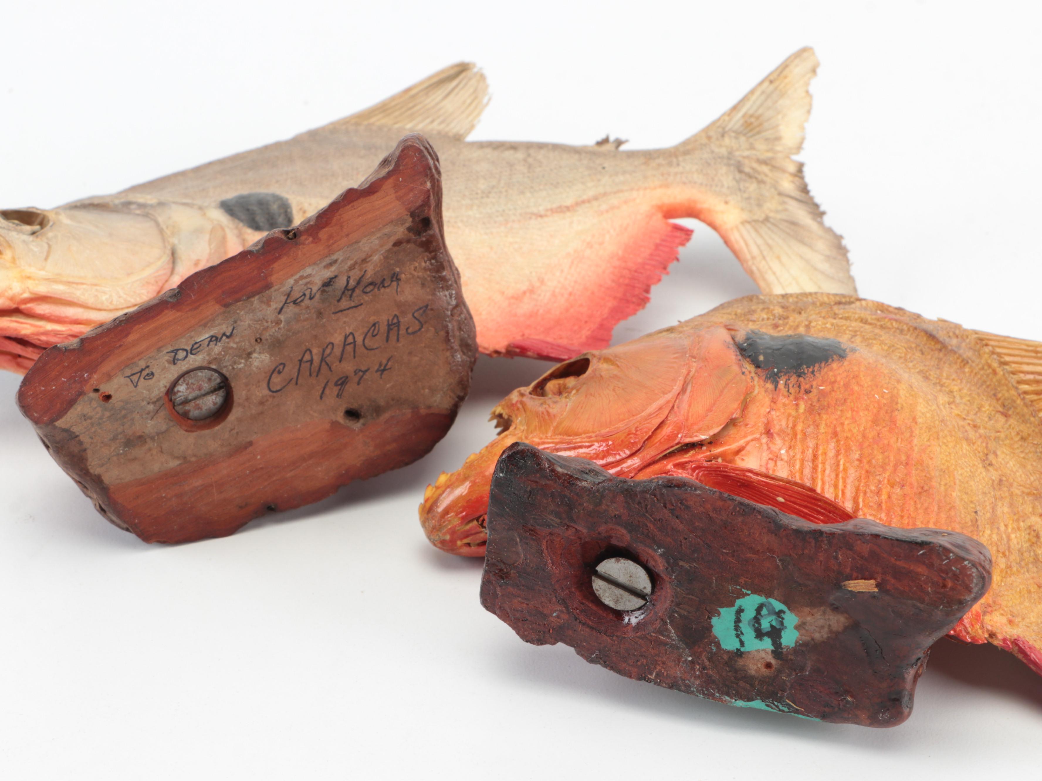 Taxidermy Black Spot Piranha Full Body Mounts