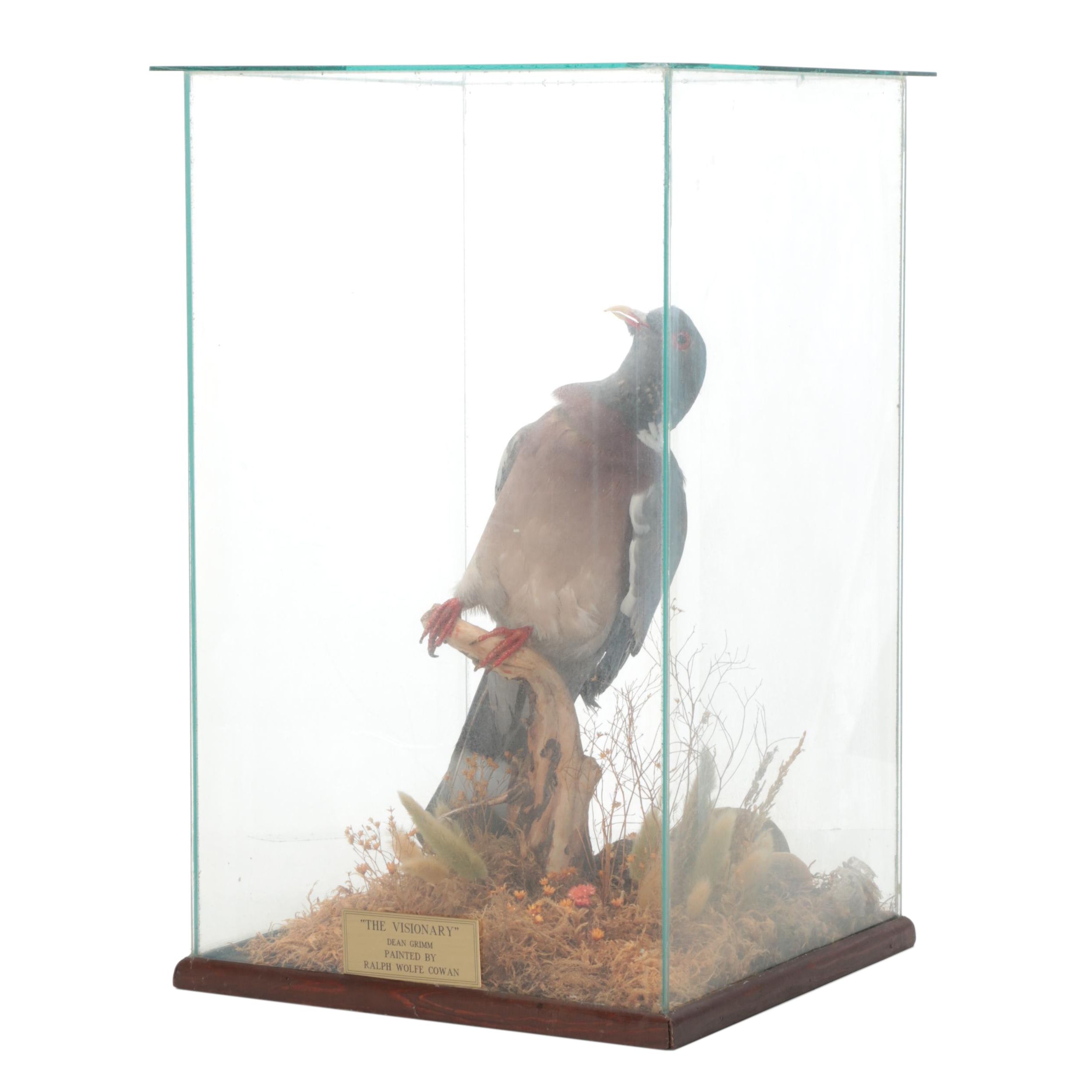 Taxidermy Rock Pigeon Full Body Mount in Vitrine