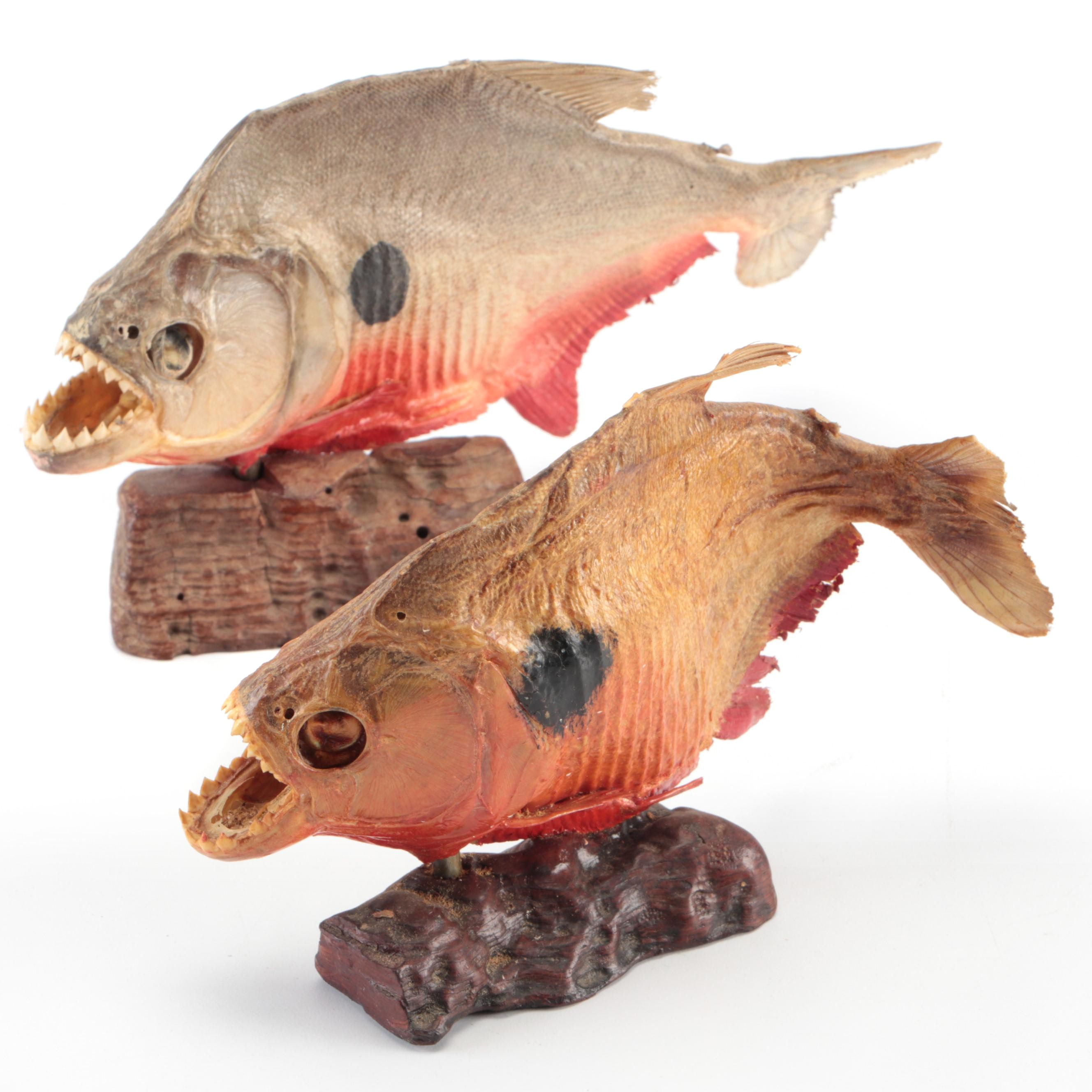 Taxidermy Black Spot Piranha Full Body Mounts
