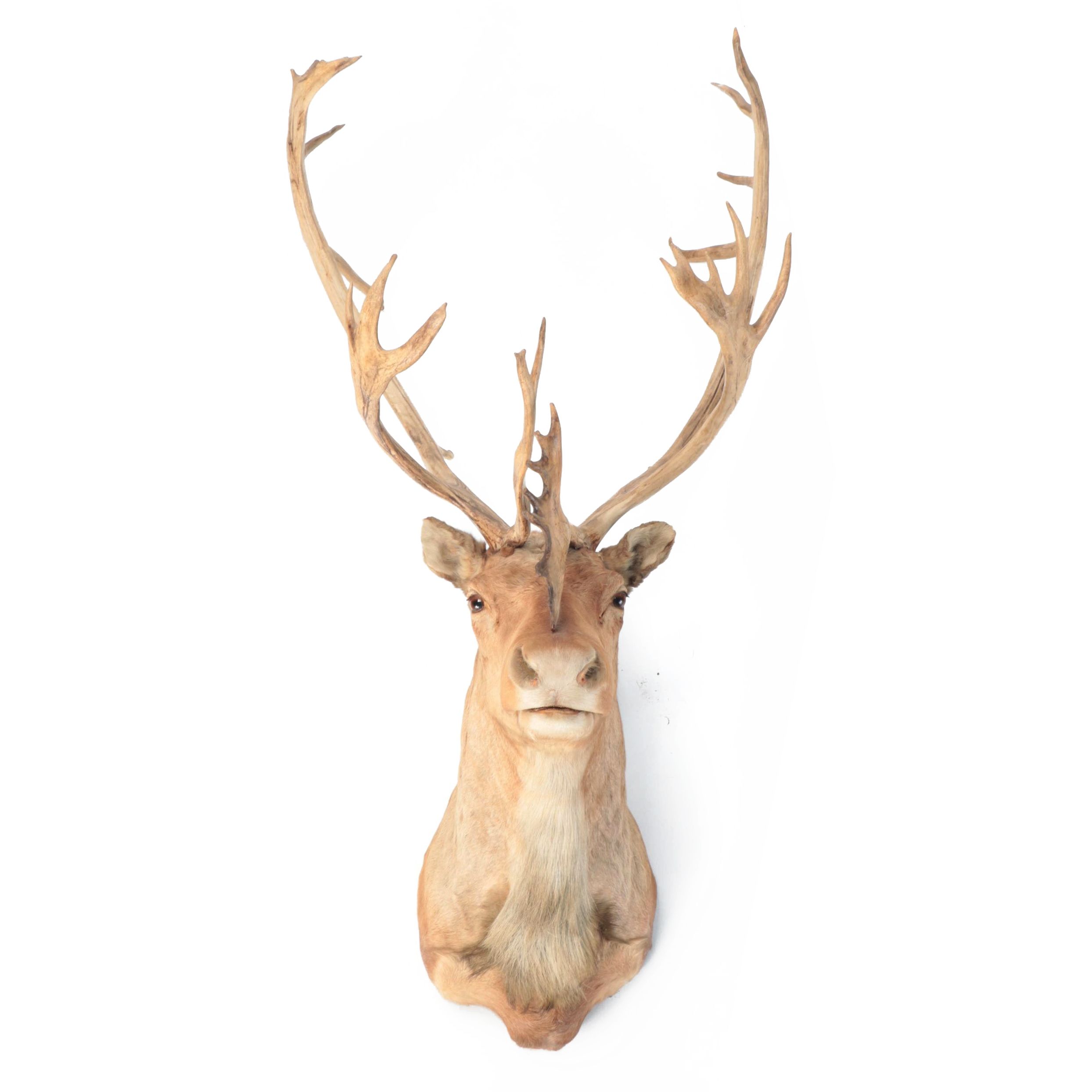 Taxidermy Alaskan Porcupine Caribou Shoulder Mount, 1959