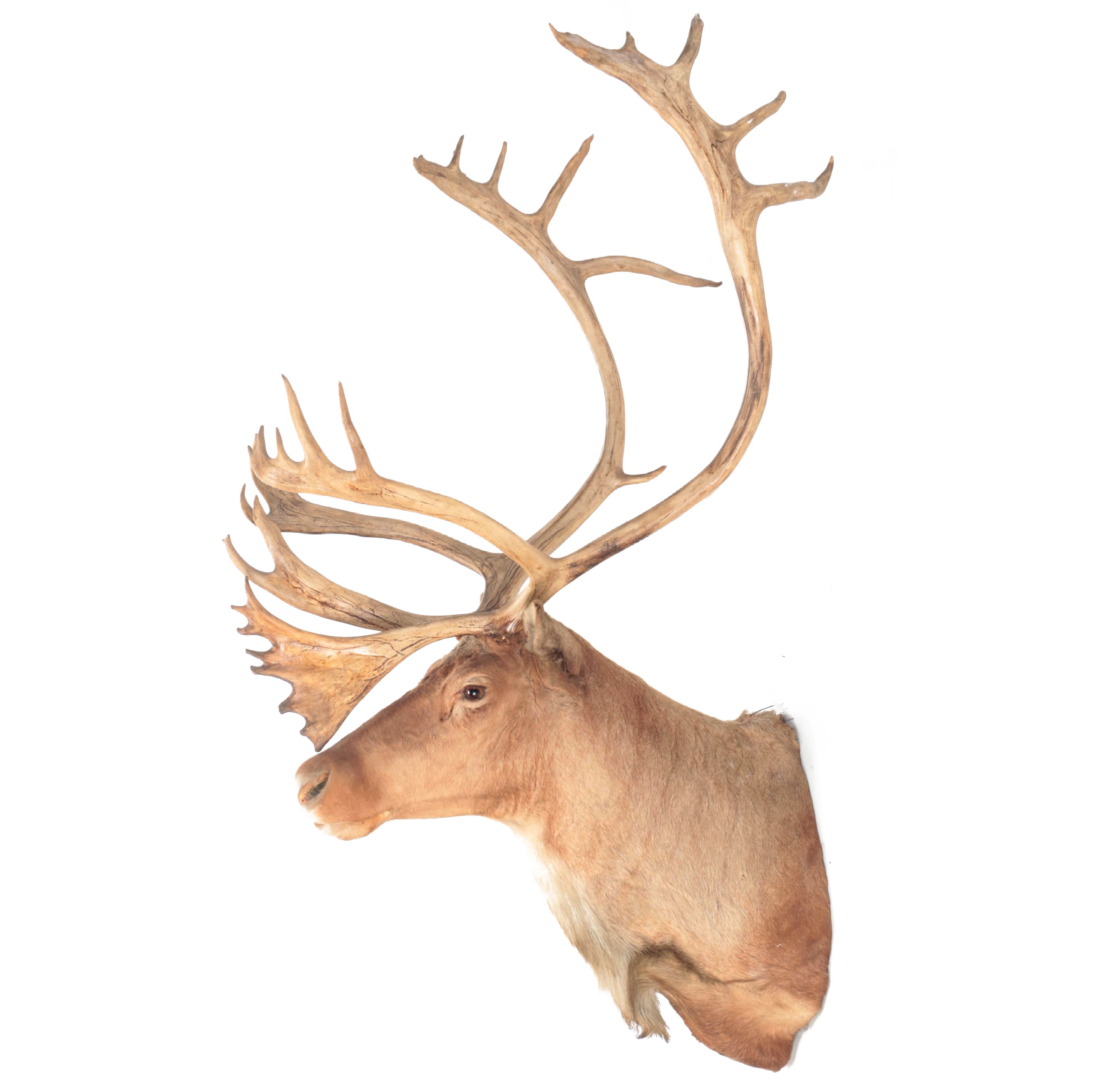 Taxidermy Alaskan Porcupine Caribou Shoulder Mount, 1959