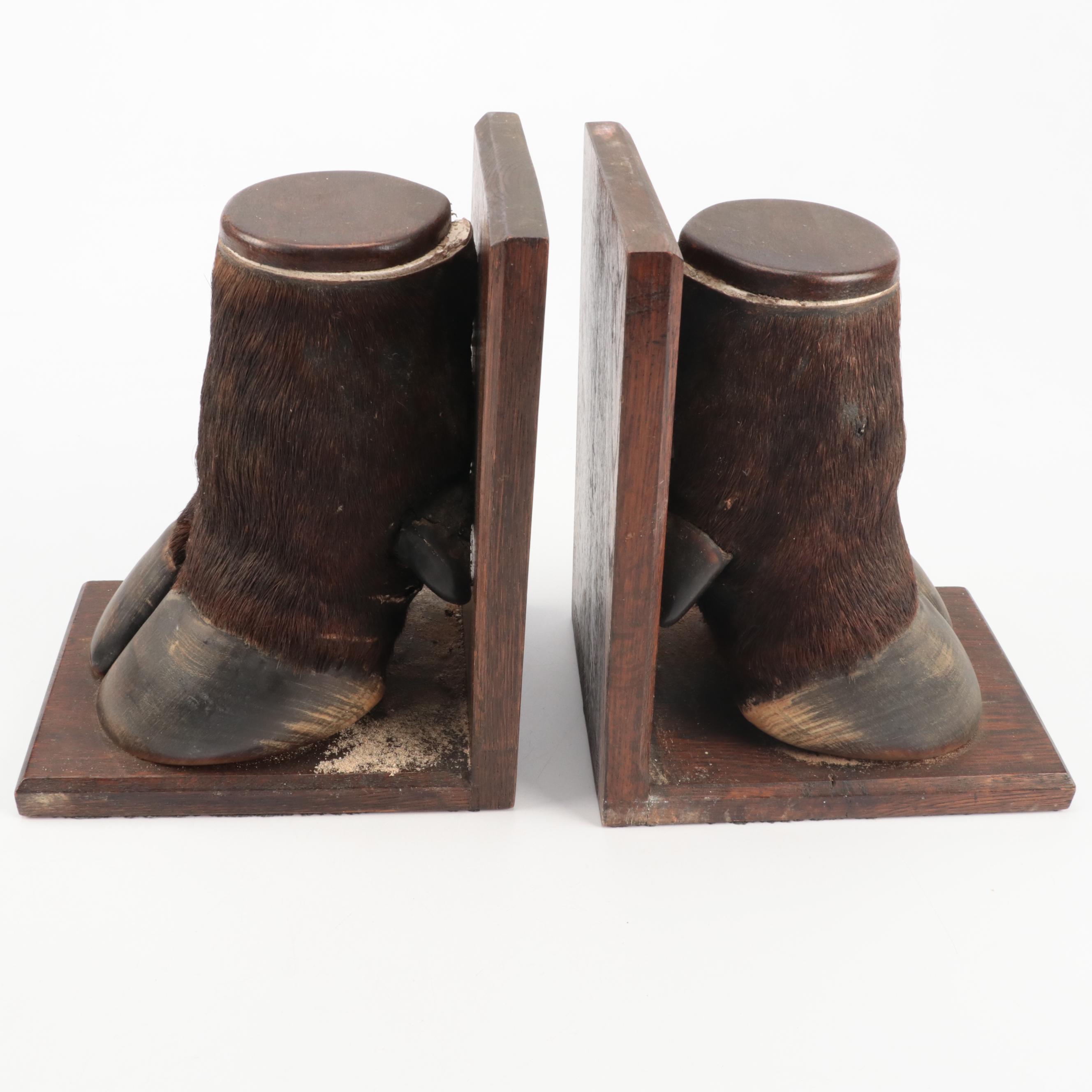 Taxidermy Australian Water Buffalo Hoof Bookends