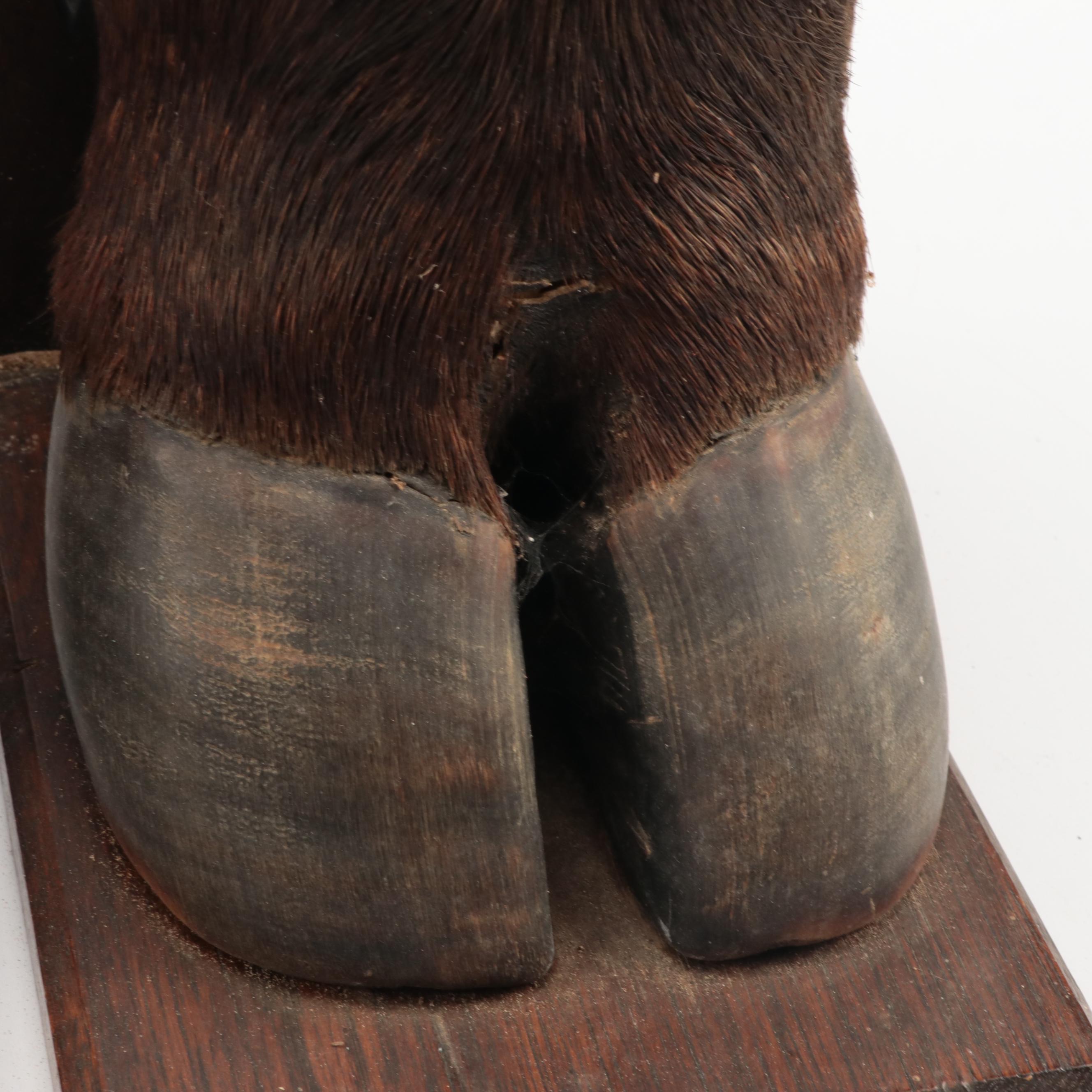 Taxidermy Australian Water Buffalo Hoof Bookends