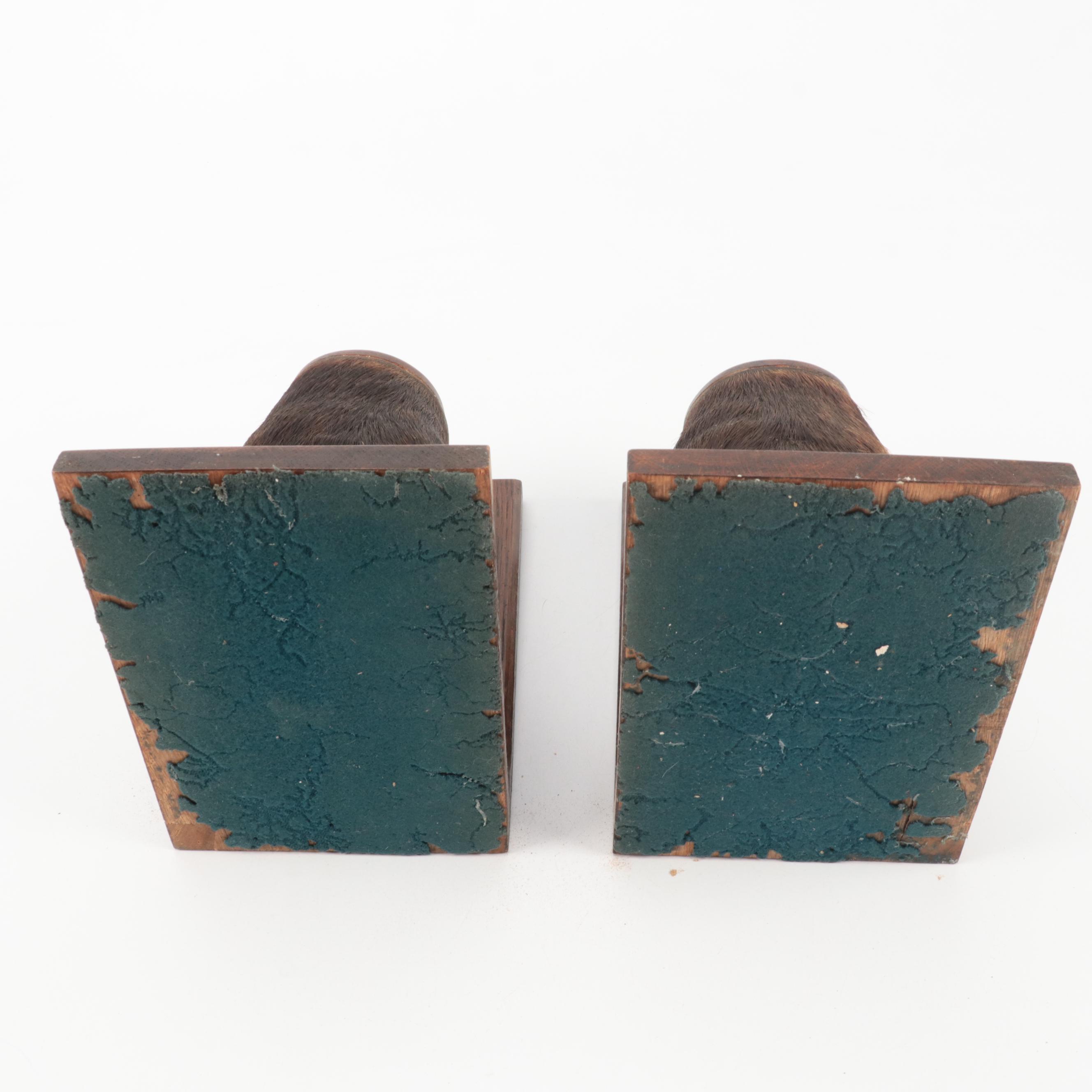 Taxidermy Australian Water Buffalo Hoof Bookends