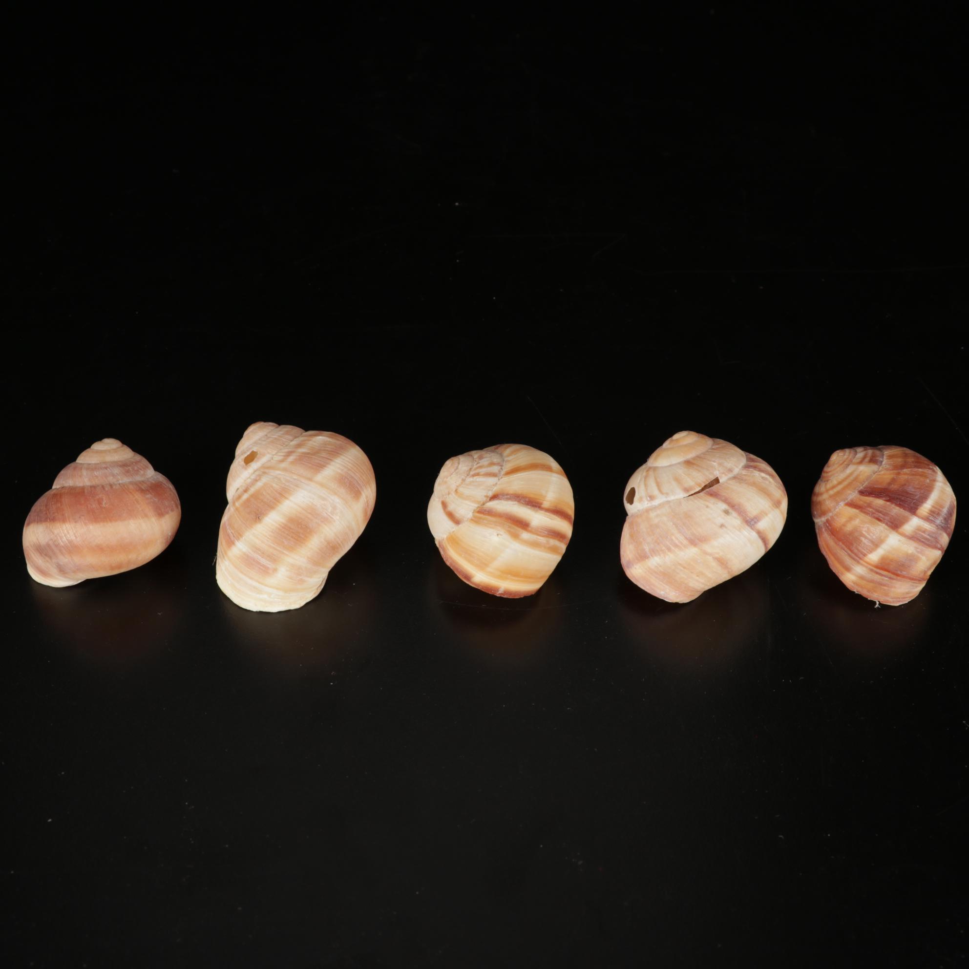 Stegor "Pace" Stainless Flatware, "Antiques" Magazine, Toaster, and Escargot Set