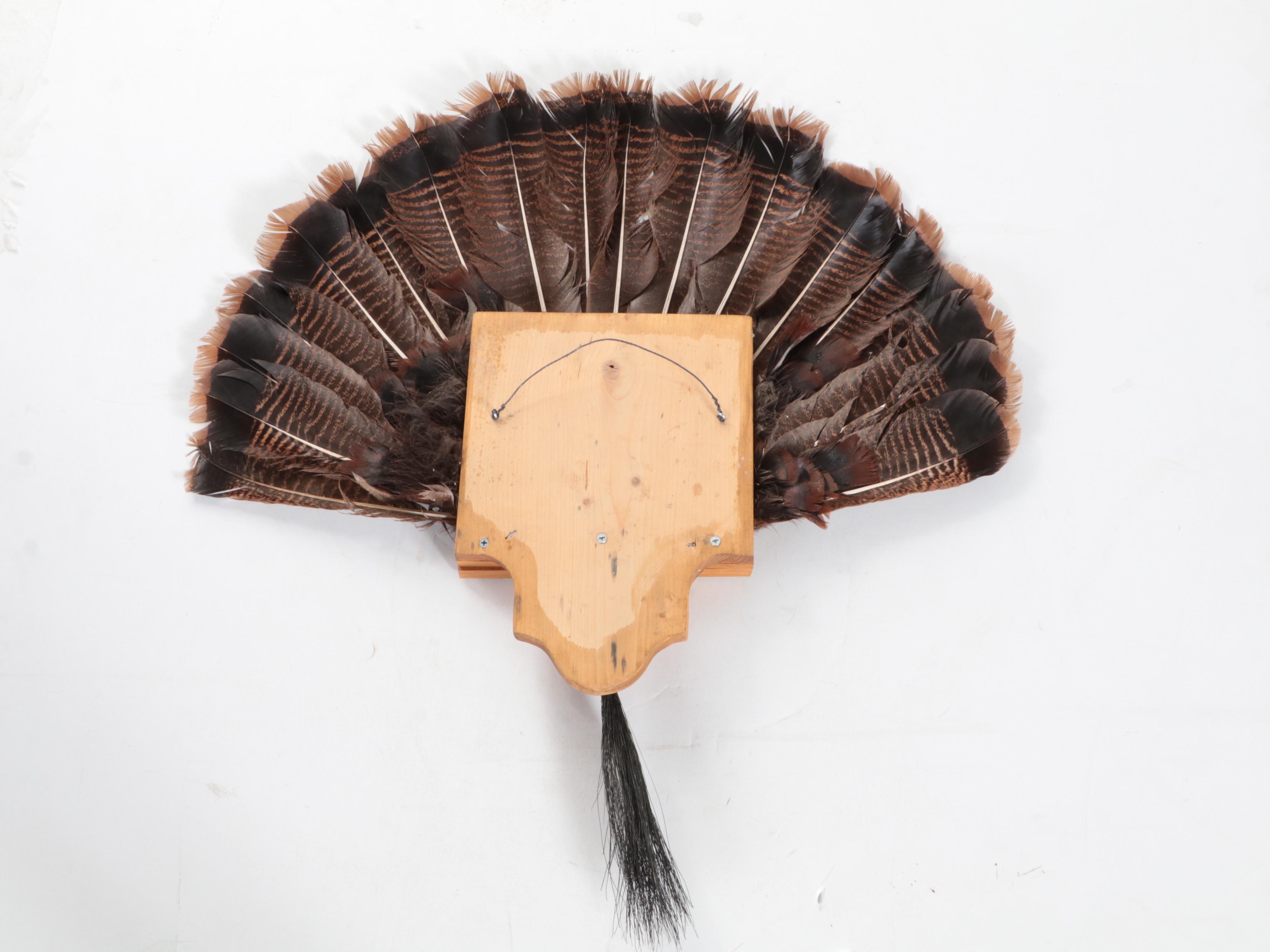 Wild Turkey Feather Display