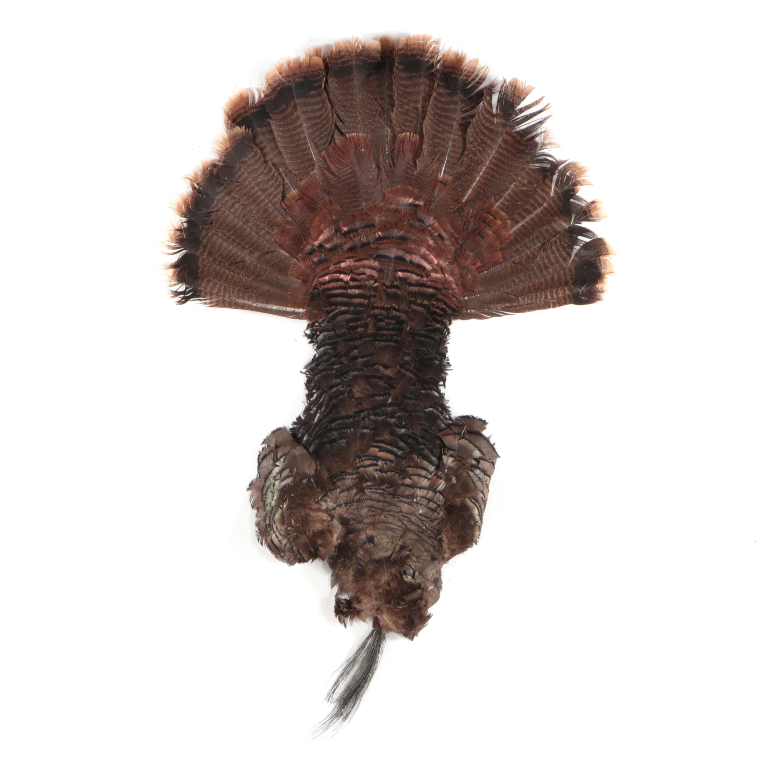 Wild Turkey Feather Display