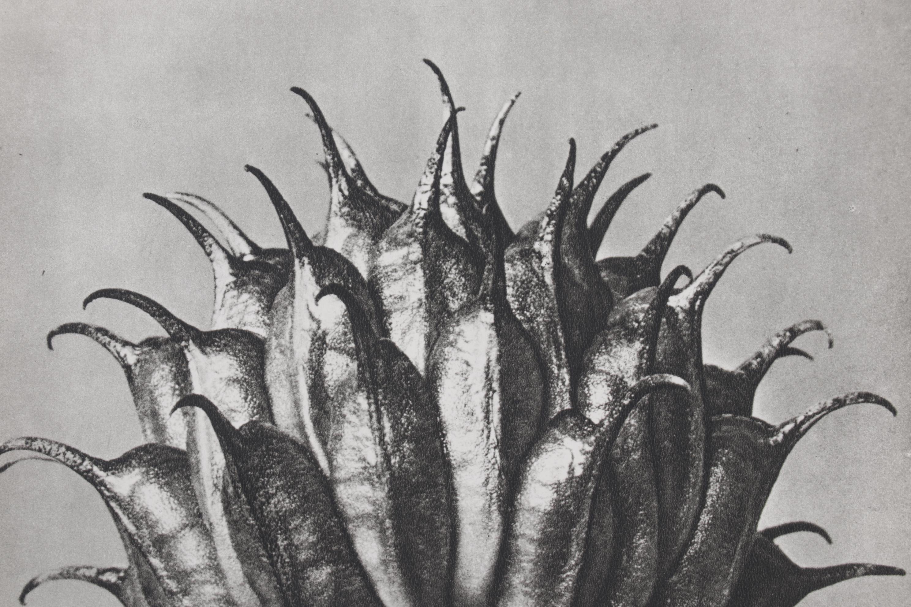 Botanical Photogravure After Karl Blossfeldt "Golden Queen," 1942