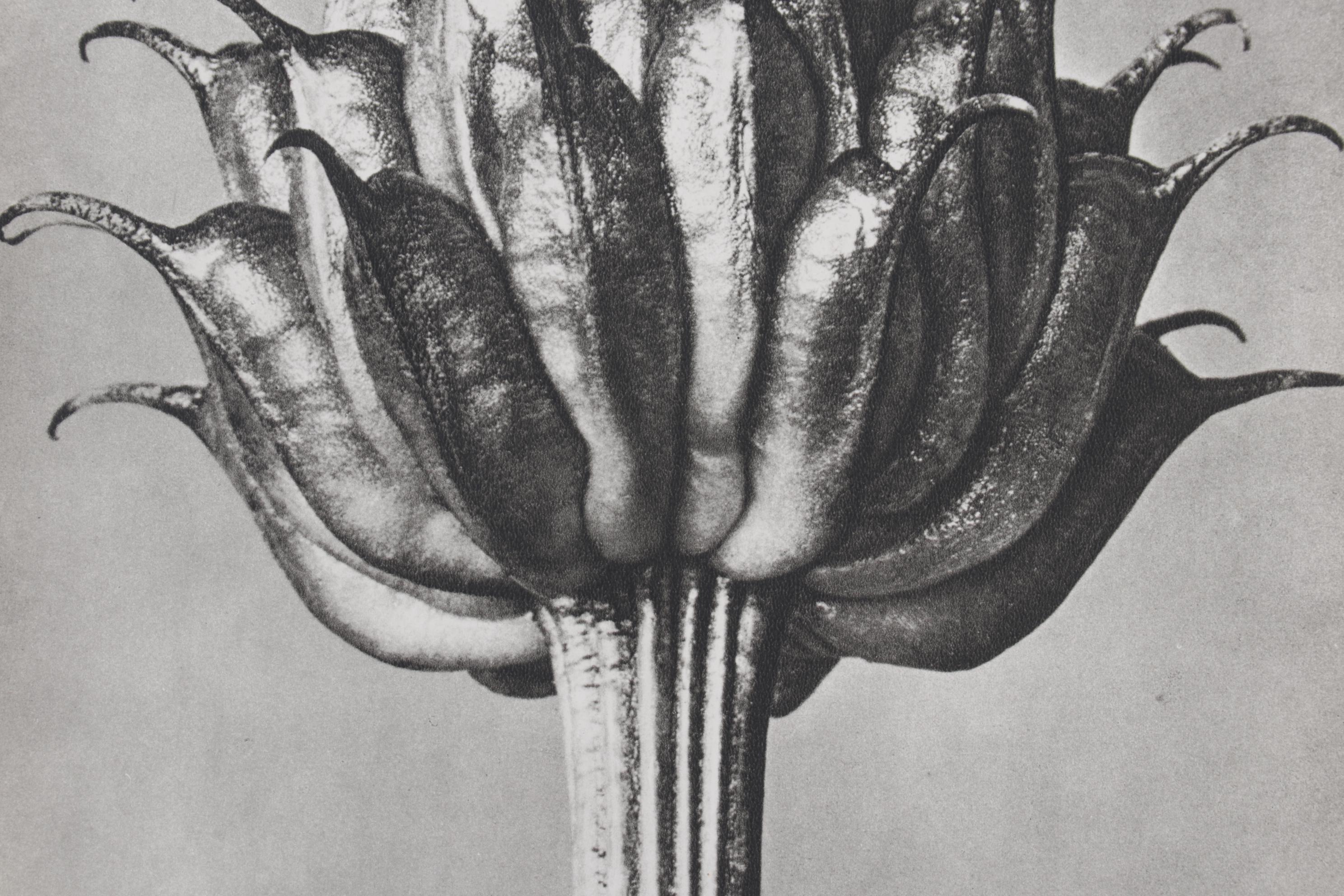 Botanical Photogravure After Karl Blossfeldt "Golden Queen," 1942