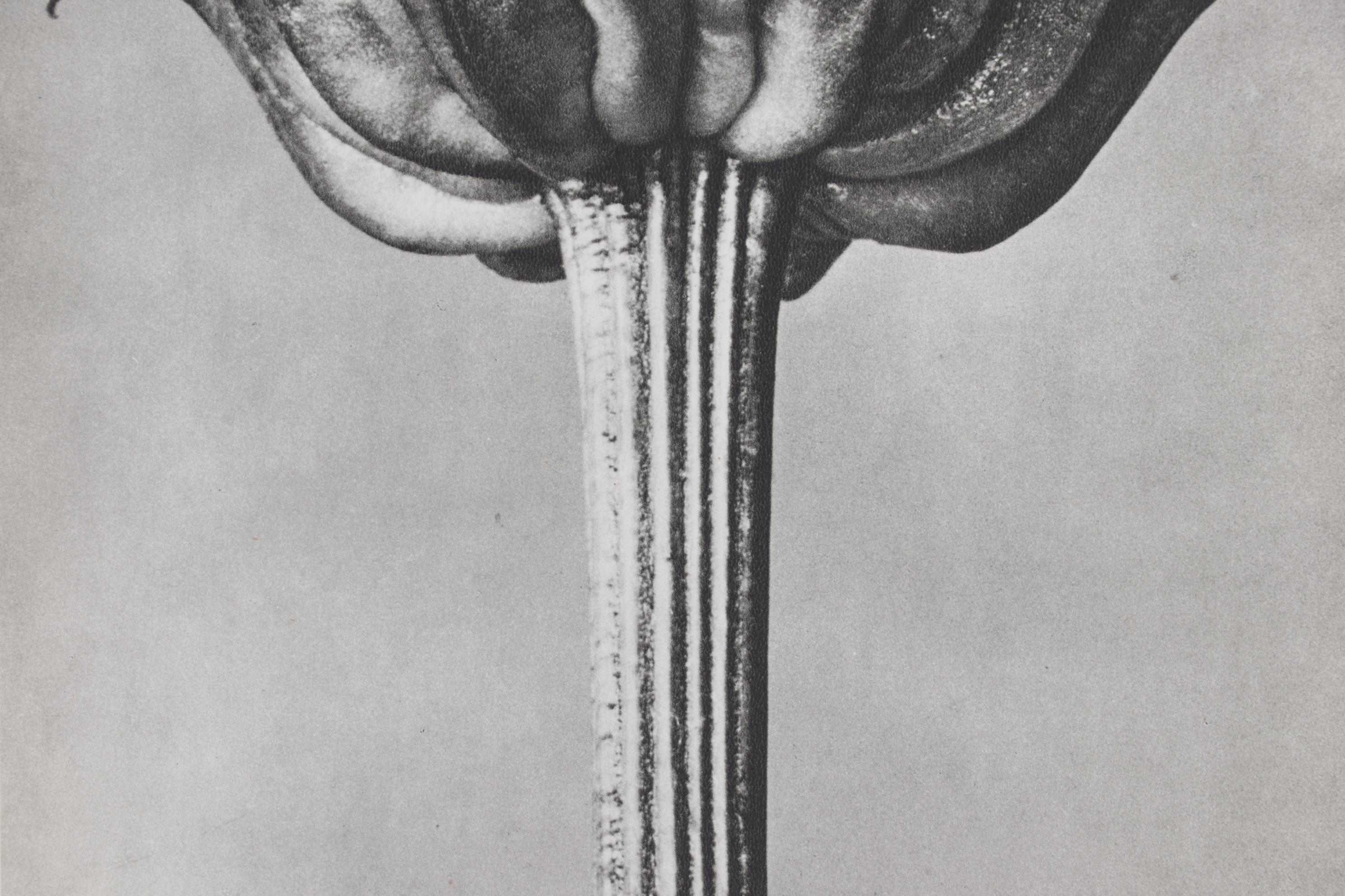 Botanical Photogravure After Karl Blossfeldt "Golden Queen," 1942