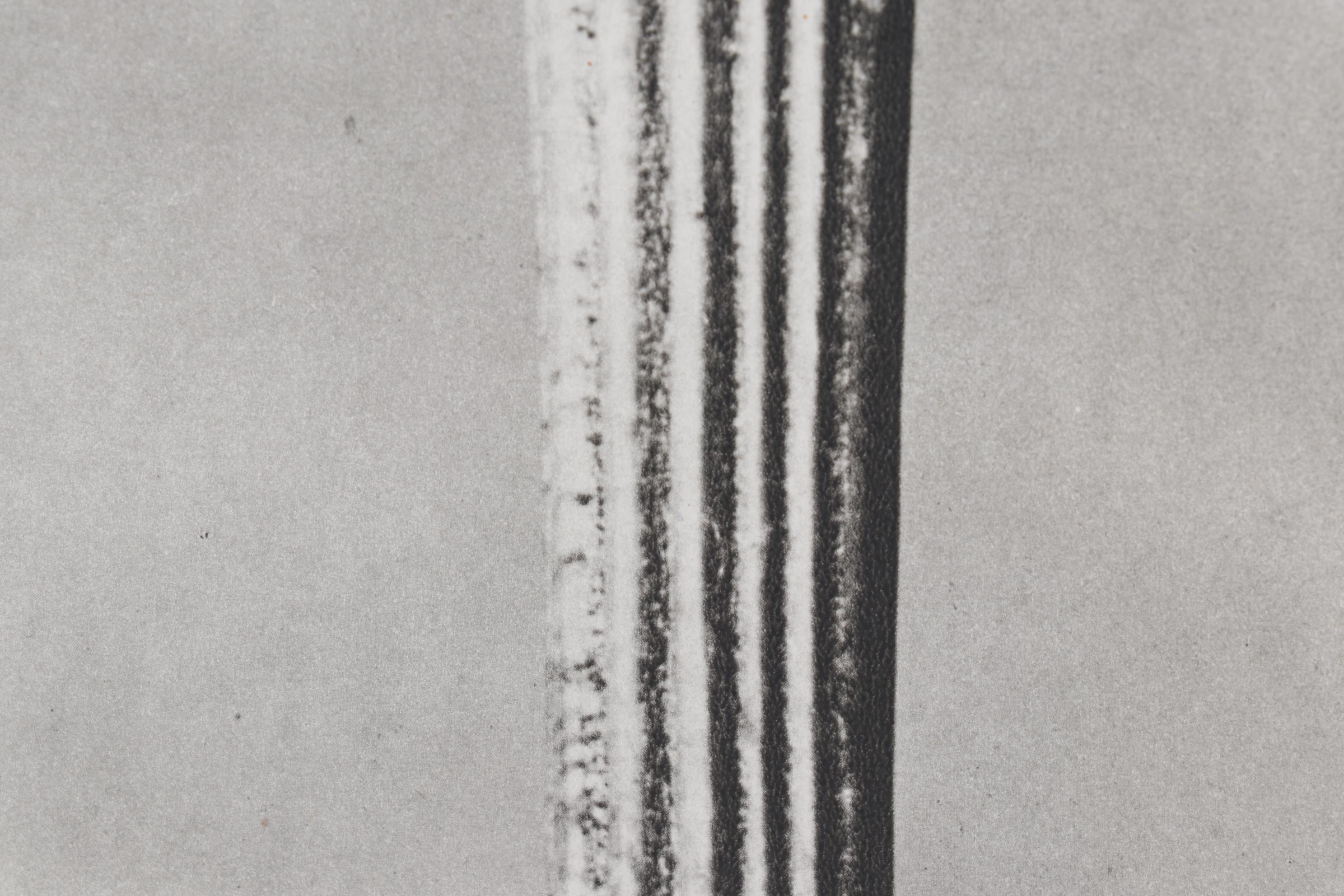 Botanical Photogravure After Karl Blossfeldt "Golden Queen," 1942