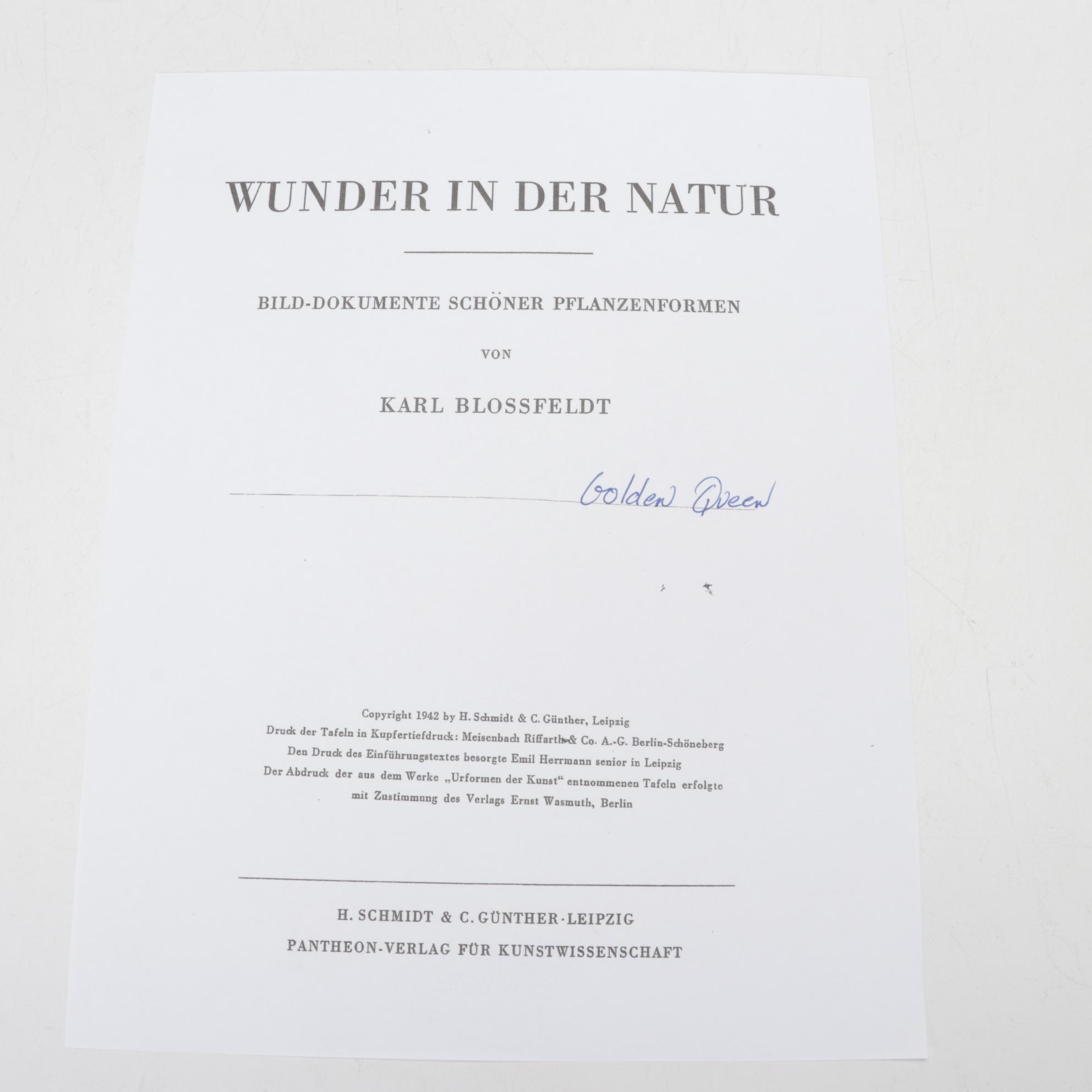 Botanical Photogravure After Karl Blossfeldt "Golden Queen," 1942