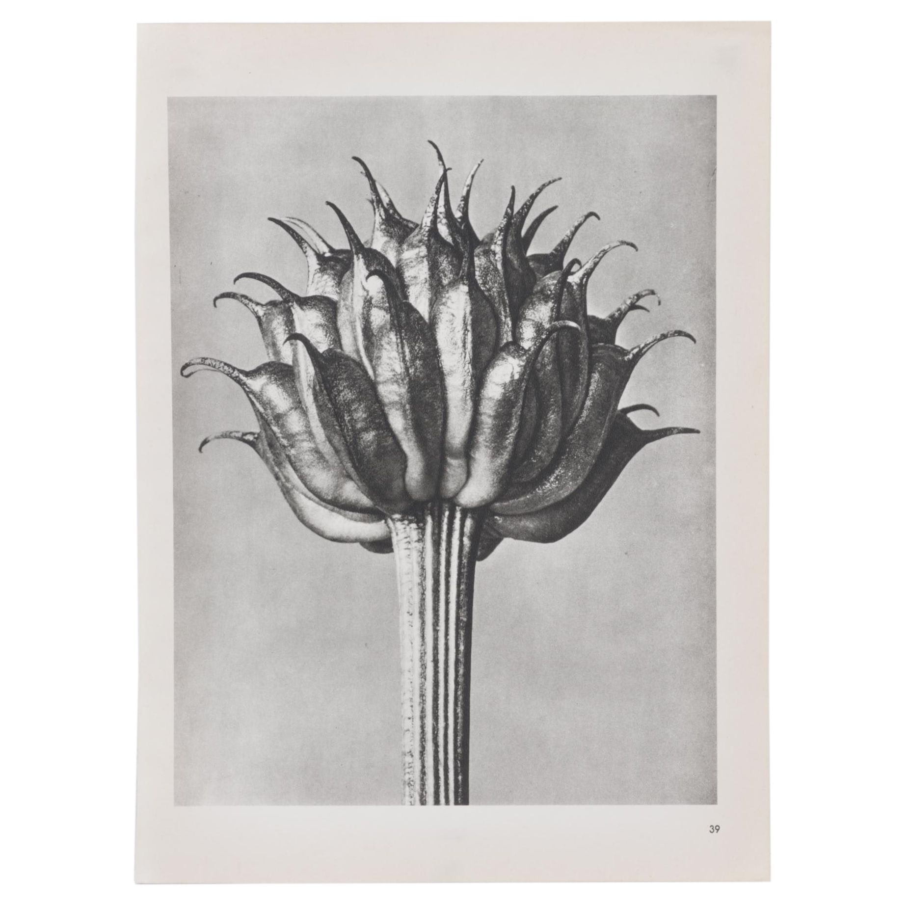 Botanical Photogravure After Karl Blossfeldt "Golden Queen," 1942