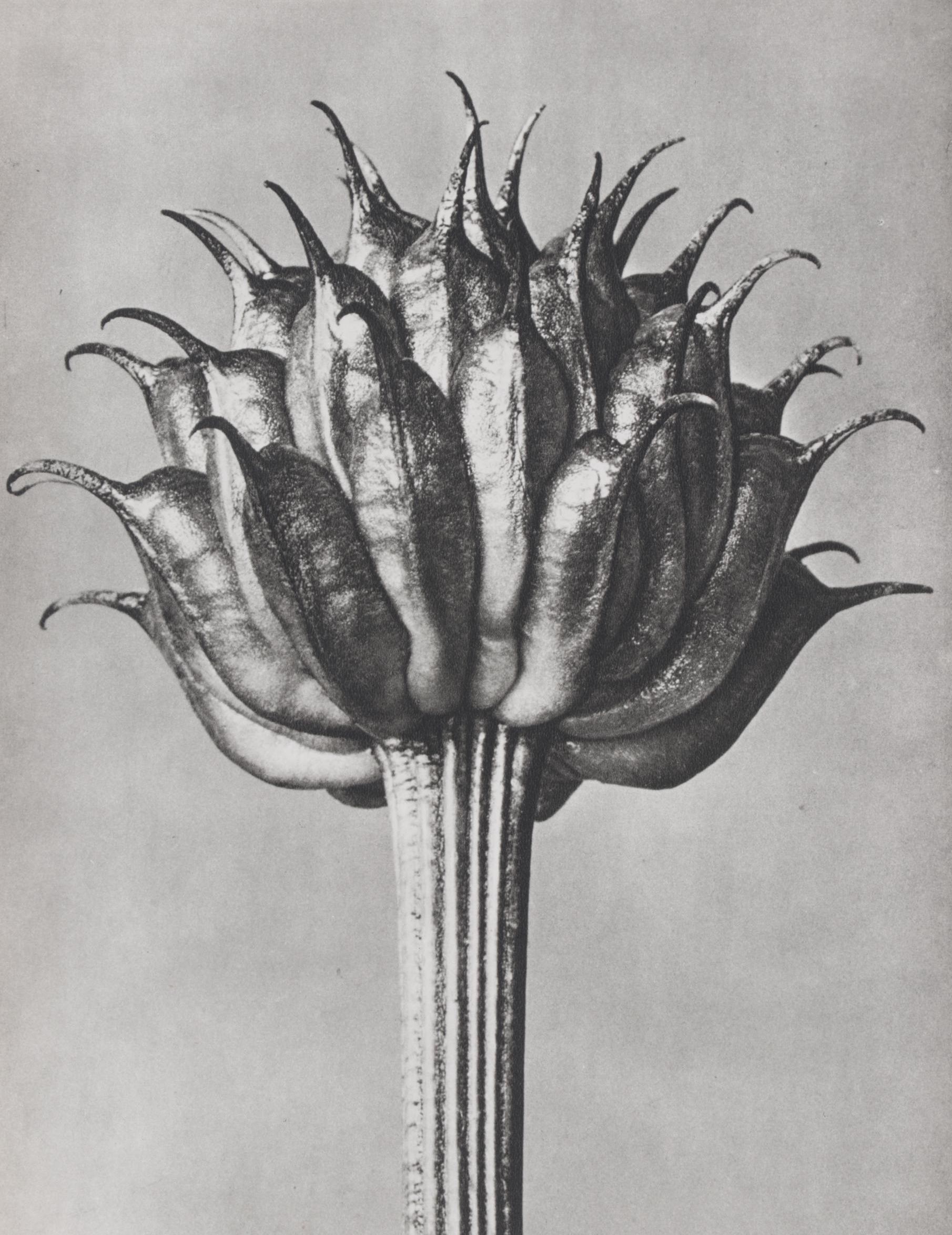 Botanical Photogravure After Karl Blossfeldt "Golden Queen," 1942