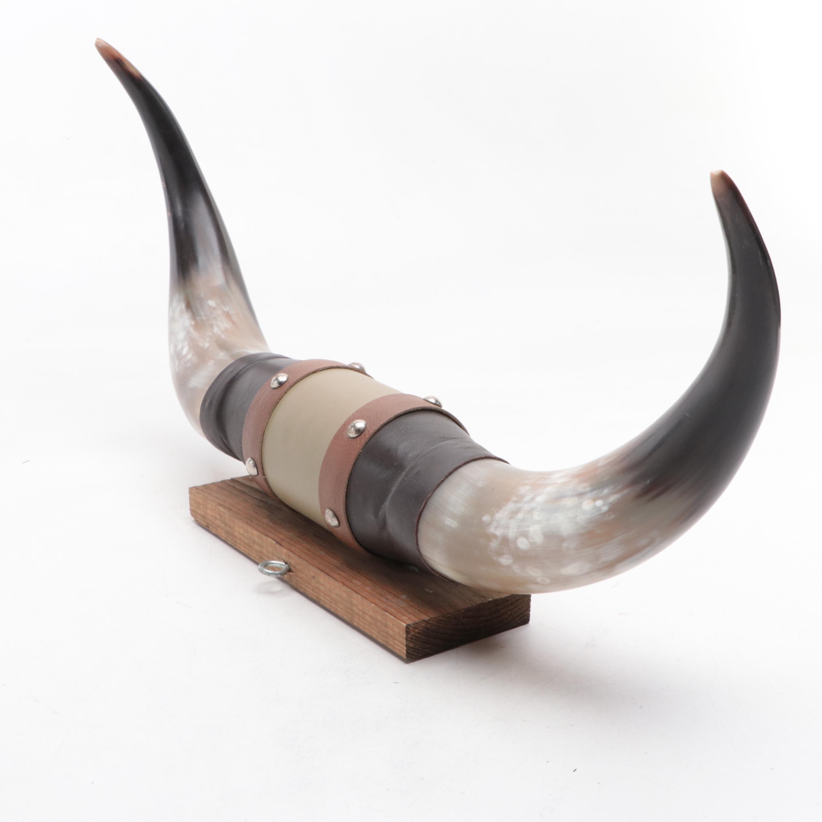 Taxidermy Mounted Steer Horns with Leather Wrap