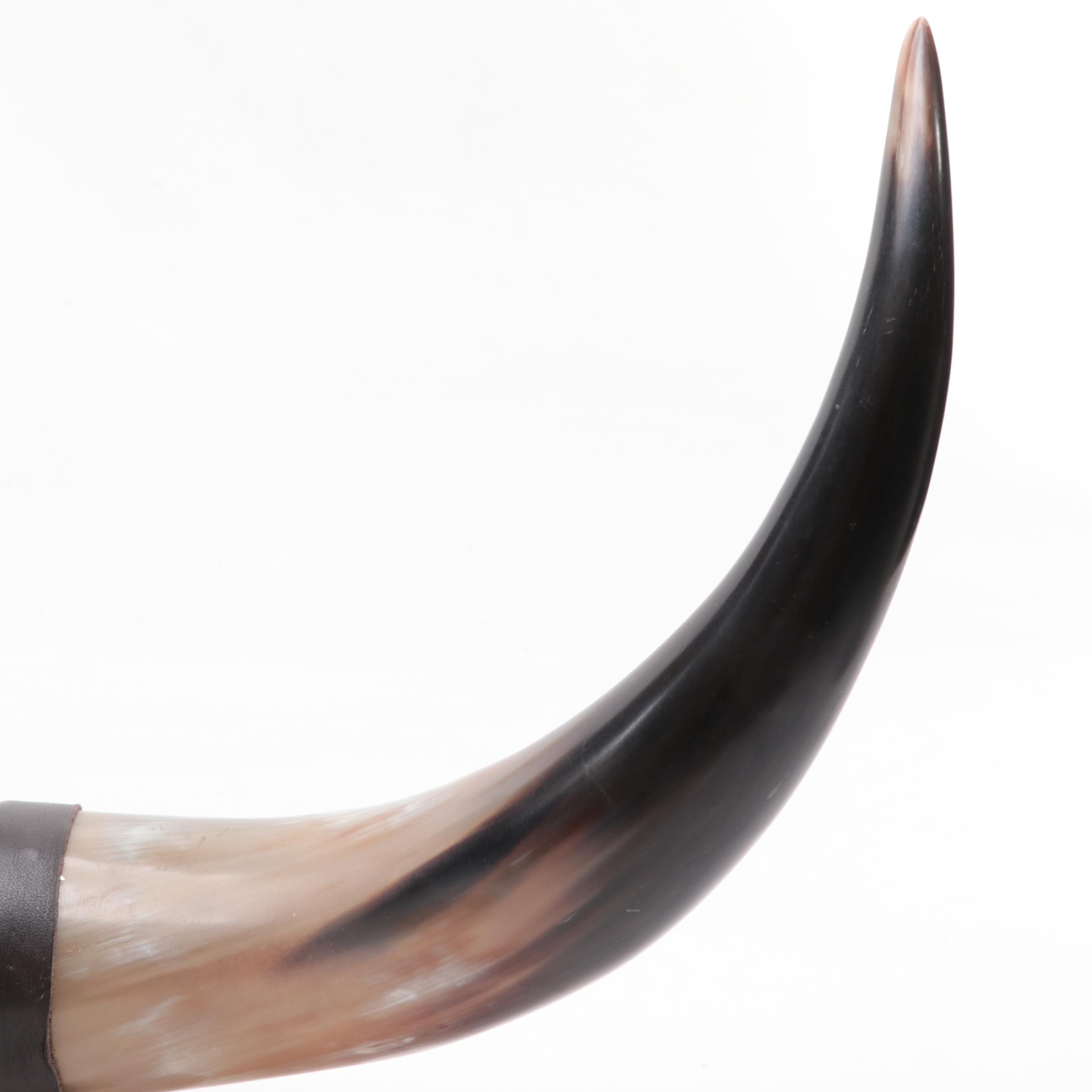 Taxidermy Mounted Steer Horns with Leather Wrap