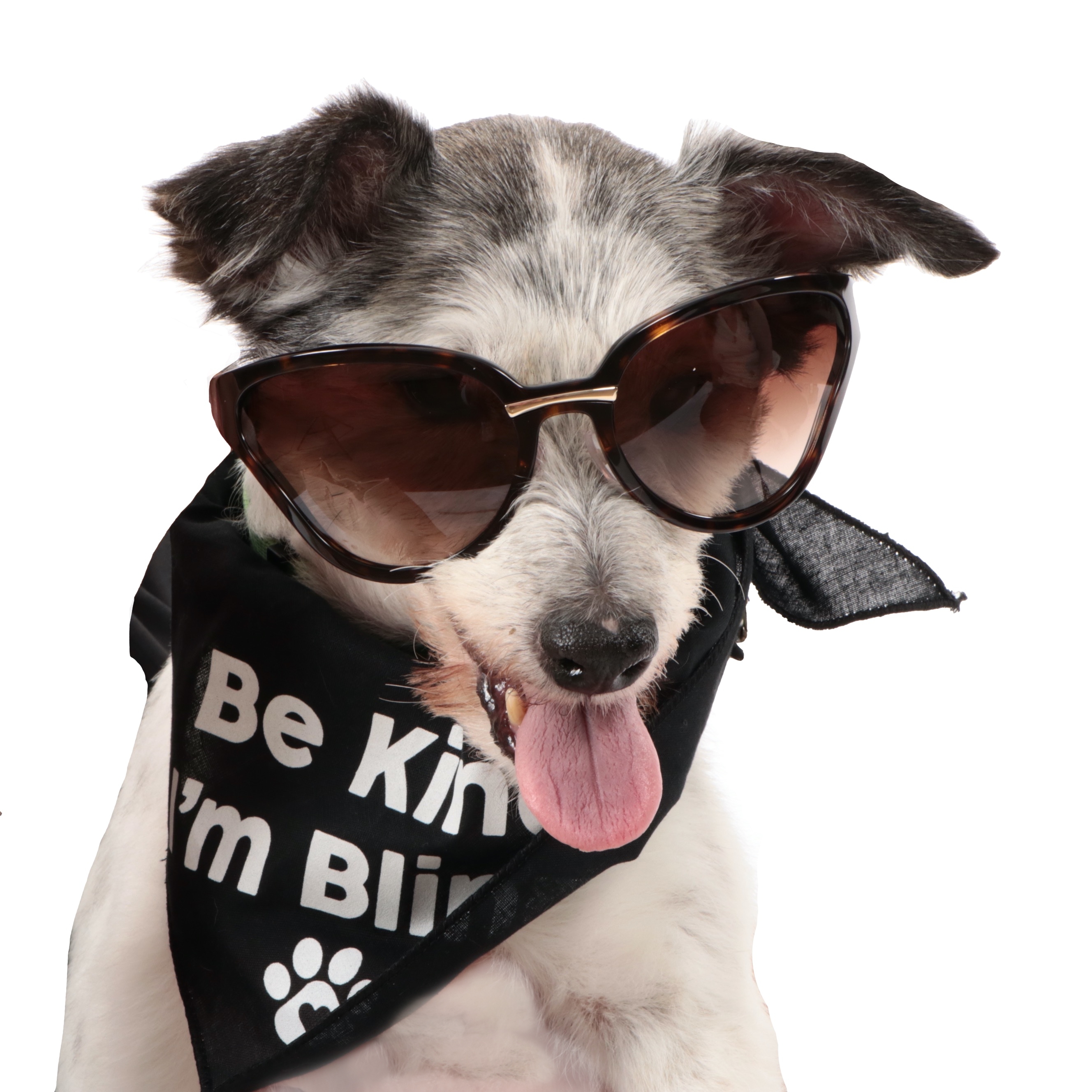 Prada SPR22V Catwalk Havana Brown Butterfly Sunglasses with Case and Box