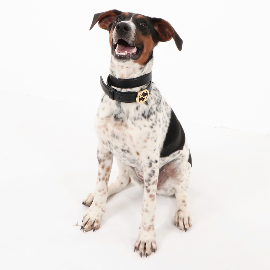 Gucci Black Leather Belt with Interlocking GG