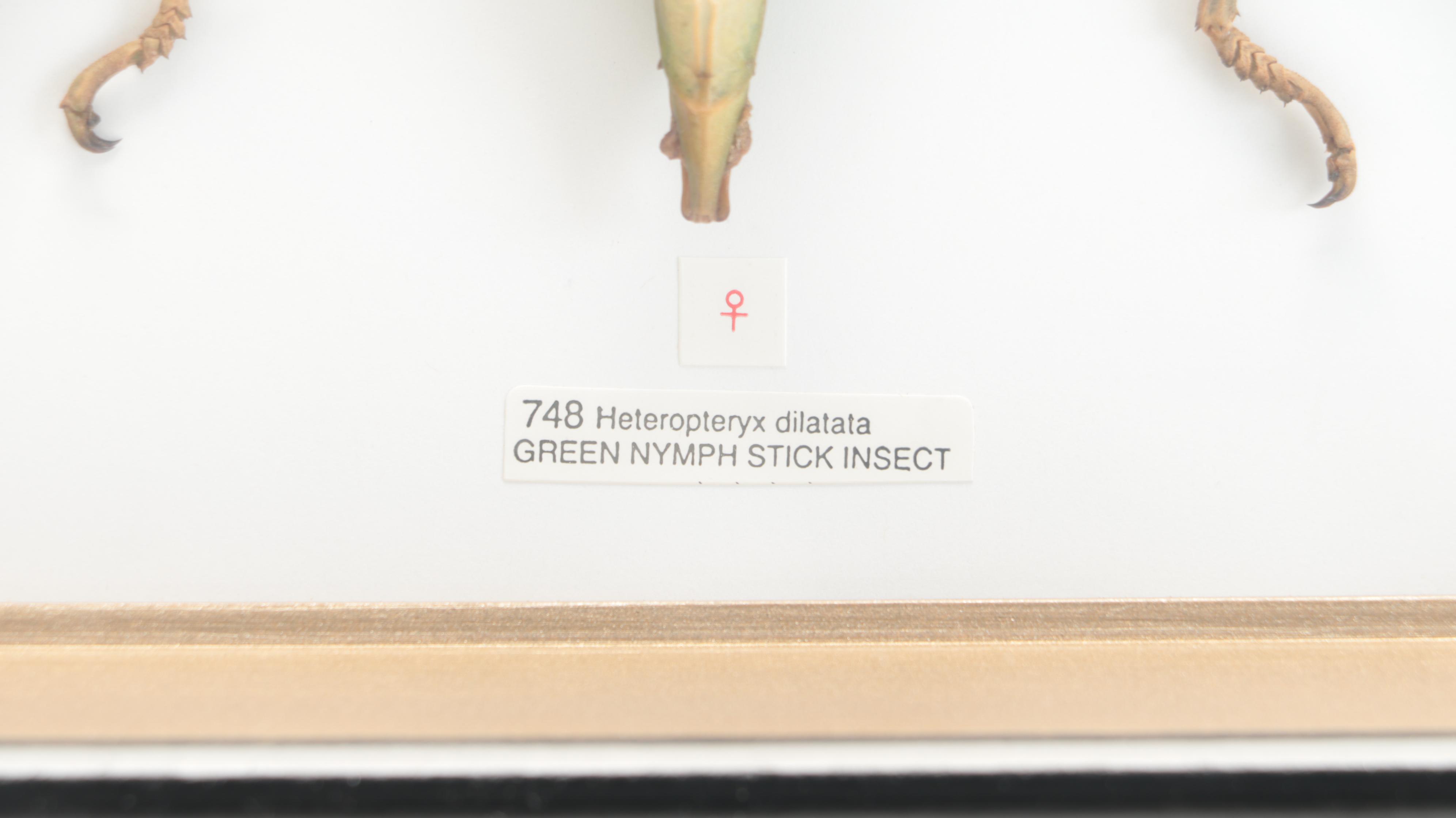 Taxidermy Malaysian Jungle Nymph Stick Insect Male and Female Pair in Case