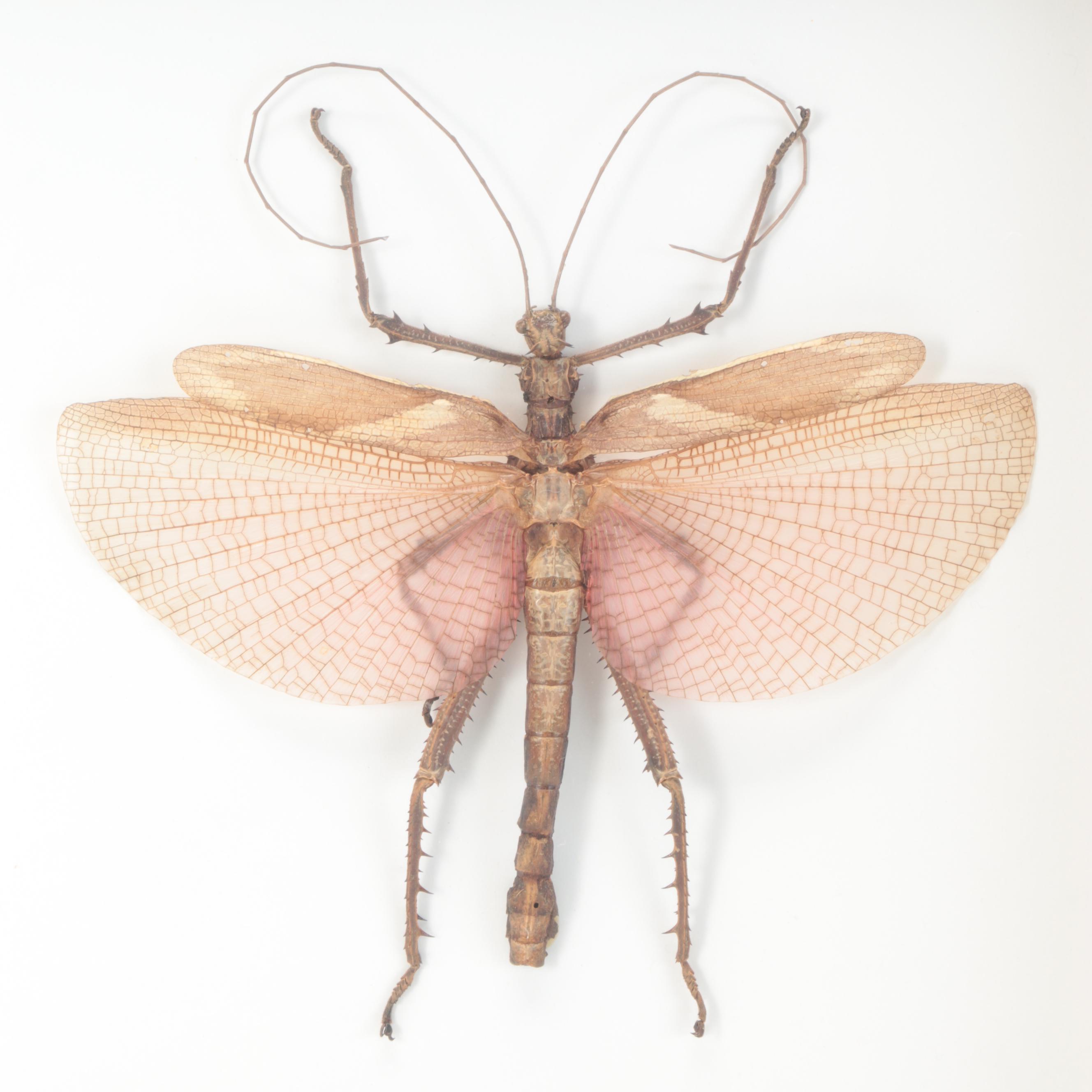 Taxidermy Malaysian Jungle Nymph Stick Insect Male and Female Pair in Case