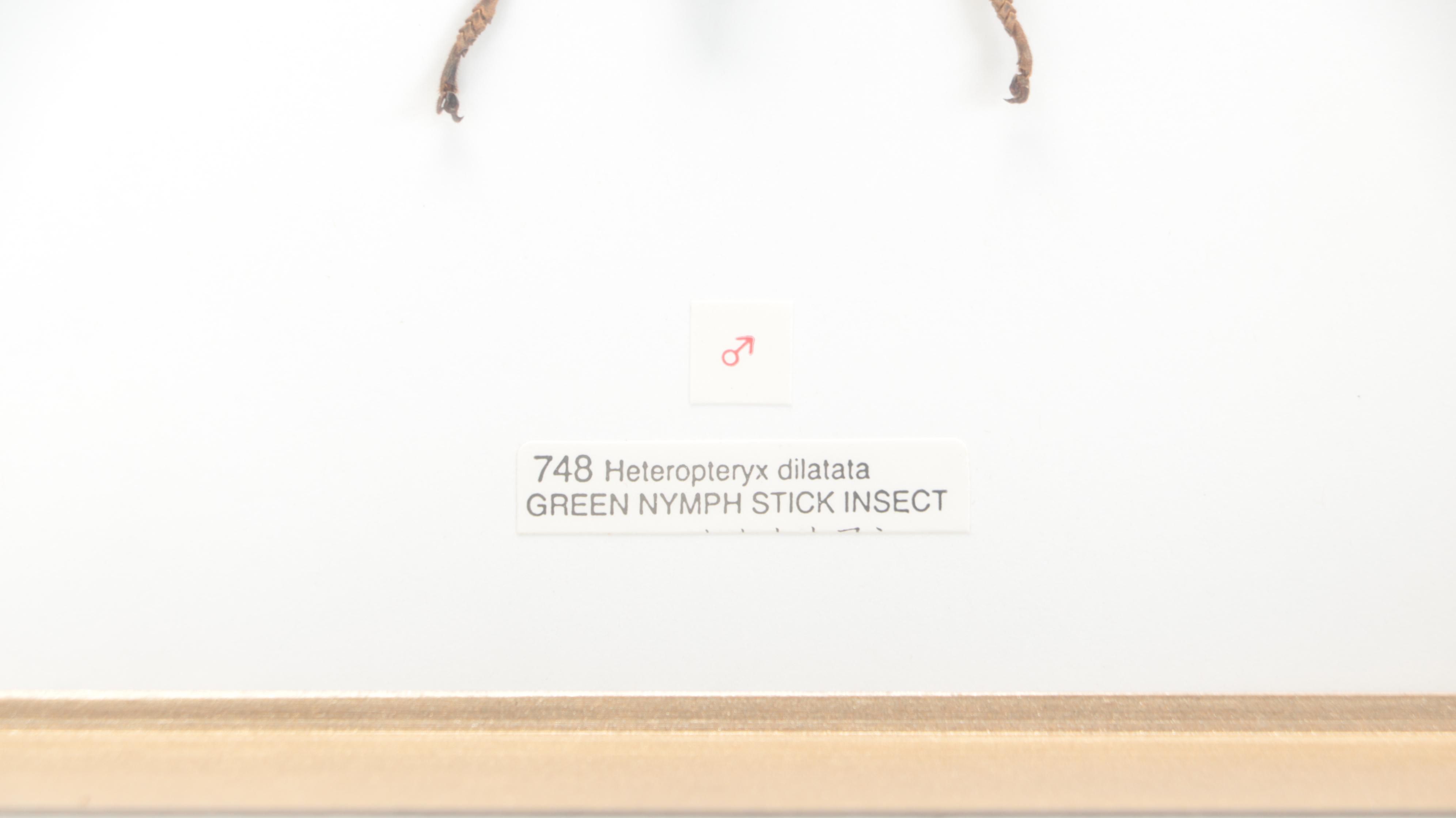 Taxidermy Malaysian Jungle Nymph Stick Insect Male and Female Pair in Case