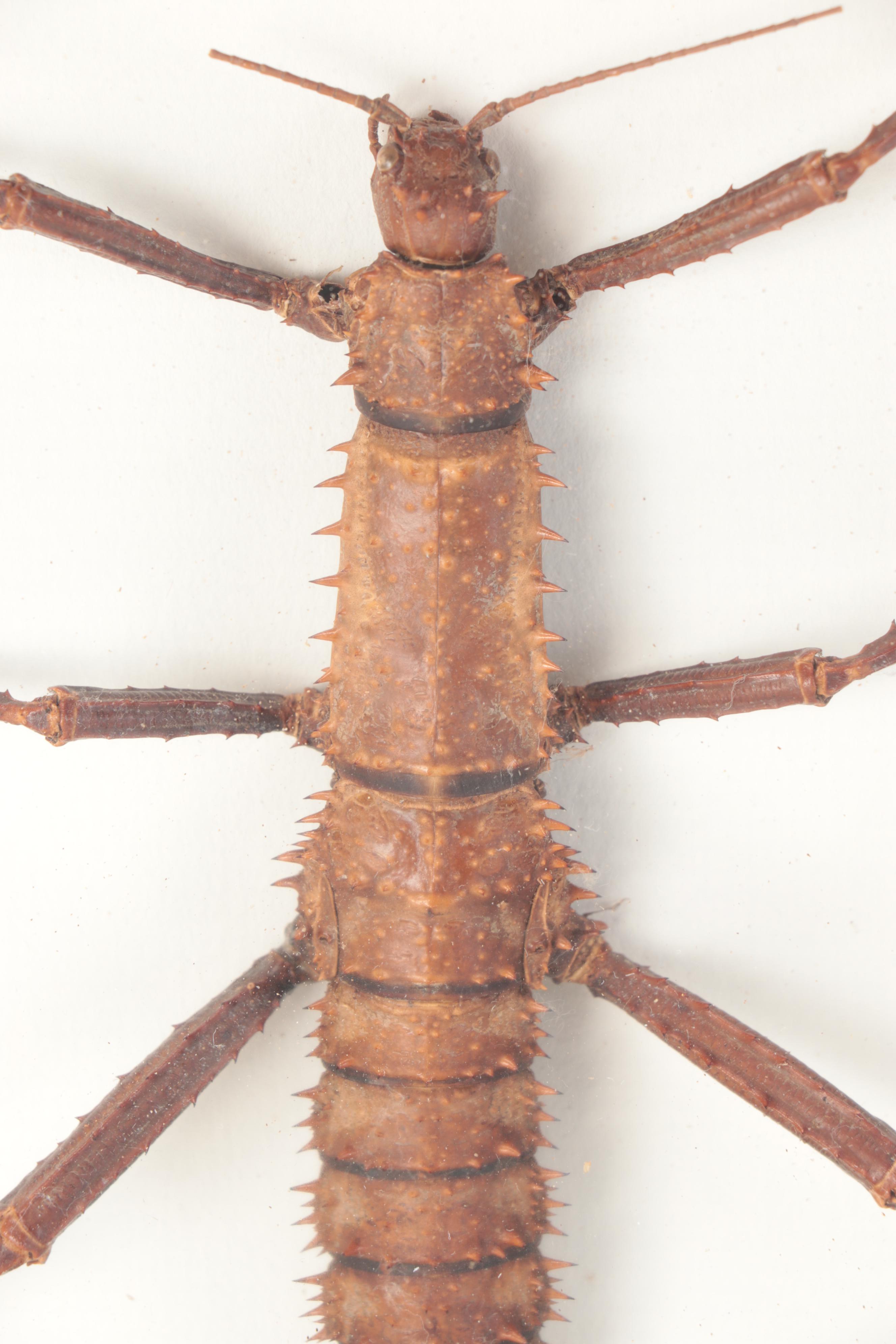 Taxidermy Thorny Devil Walking Stick Insect Specimen in Case