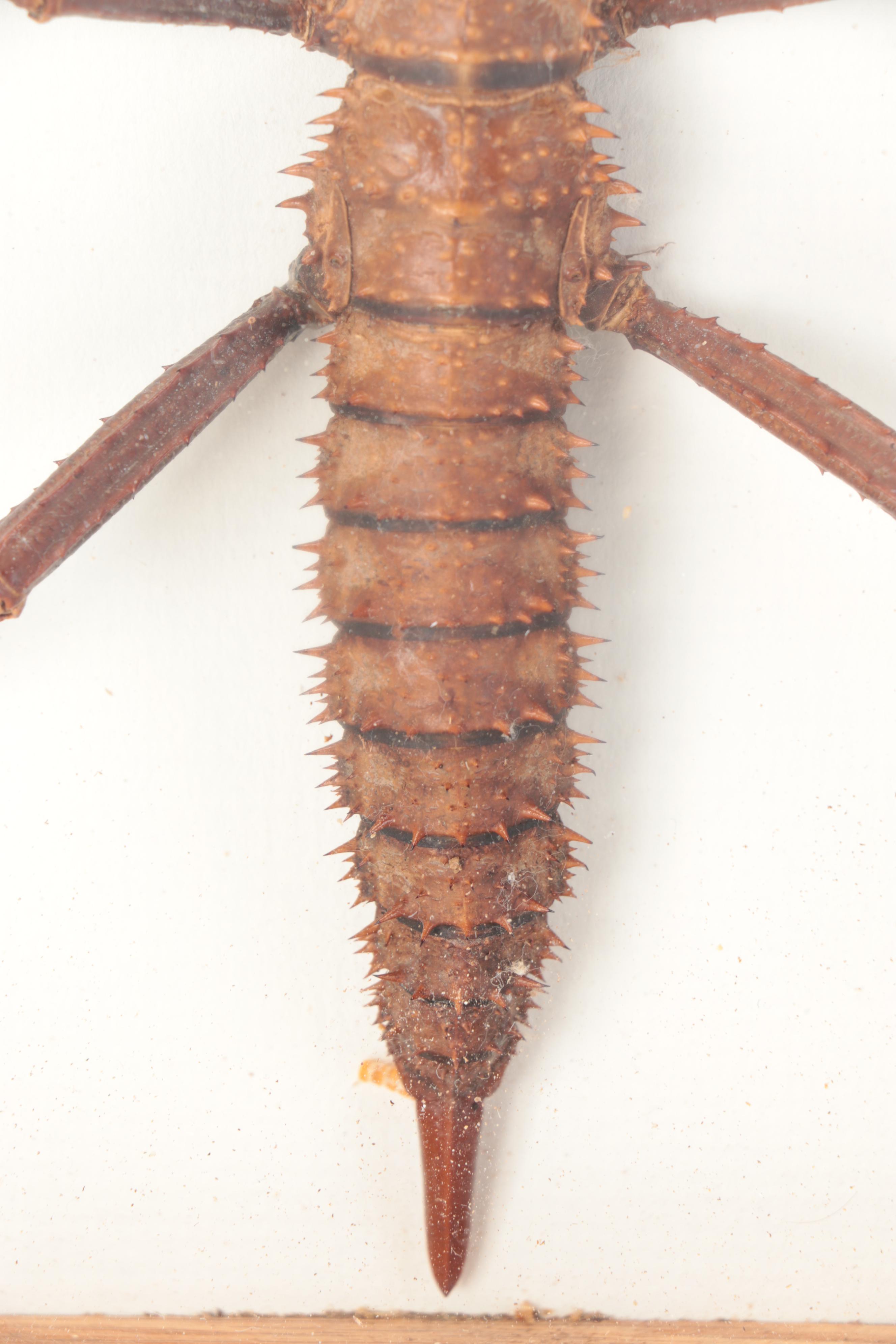Taxidermy Thorny Devil Walking Stick Insect Specimen in Case