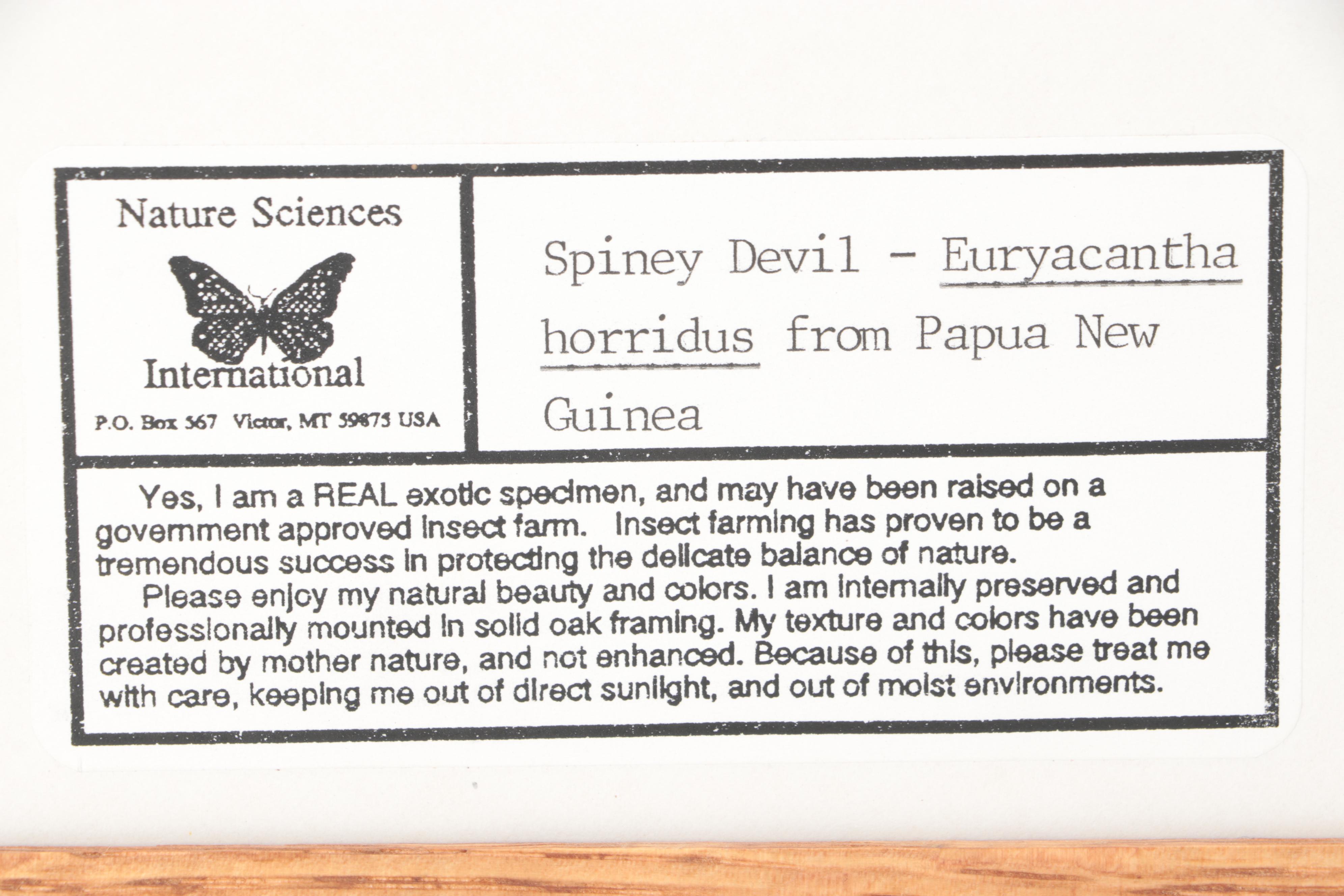 Taxidermy Thorny Devil Walking Stick Insect Specimen in Case