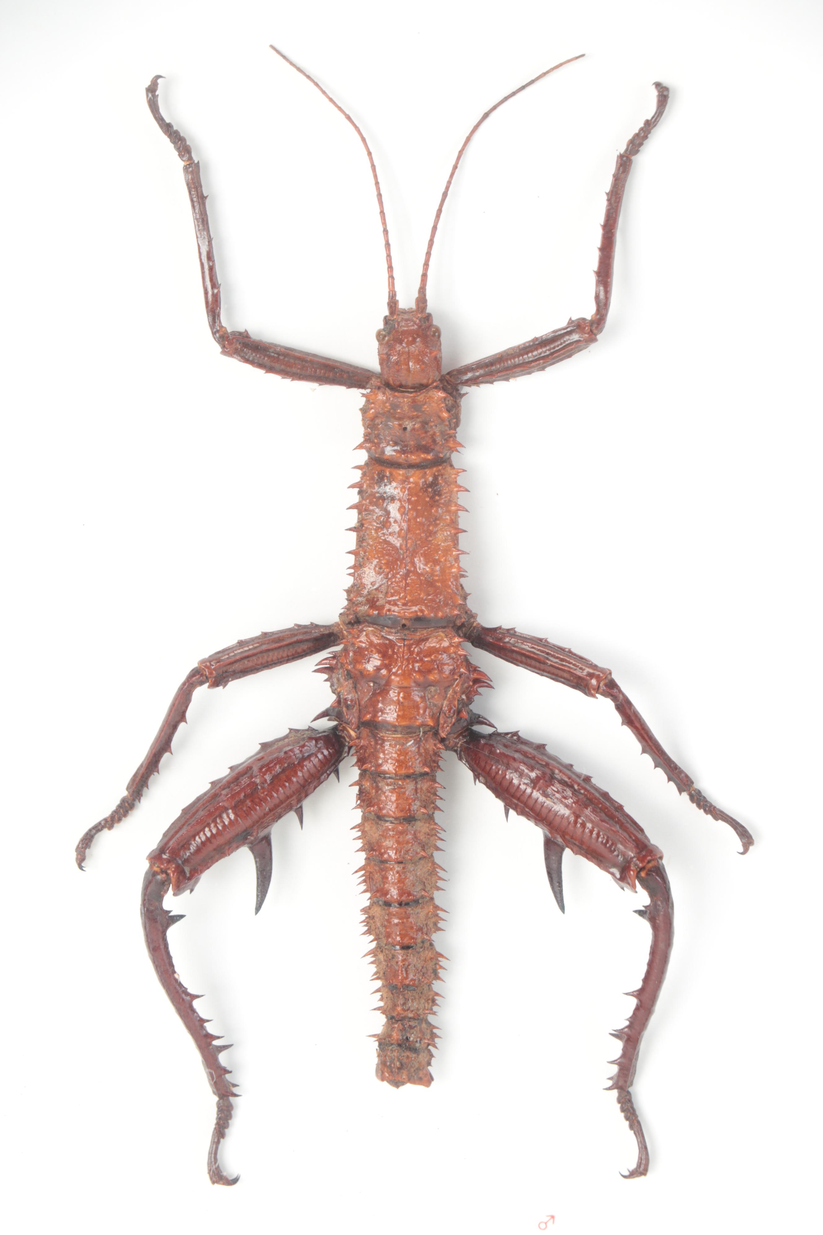 Taxidermy Thorny Devil Walking Stick Male and Female in Case