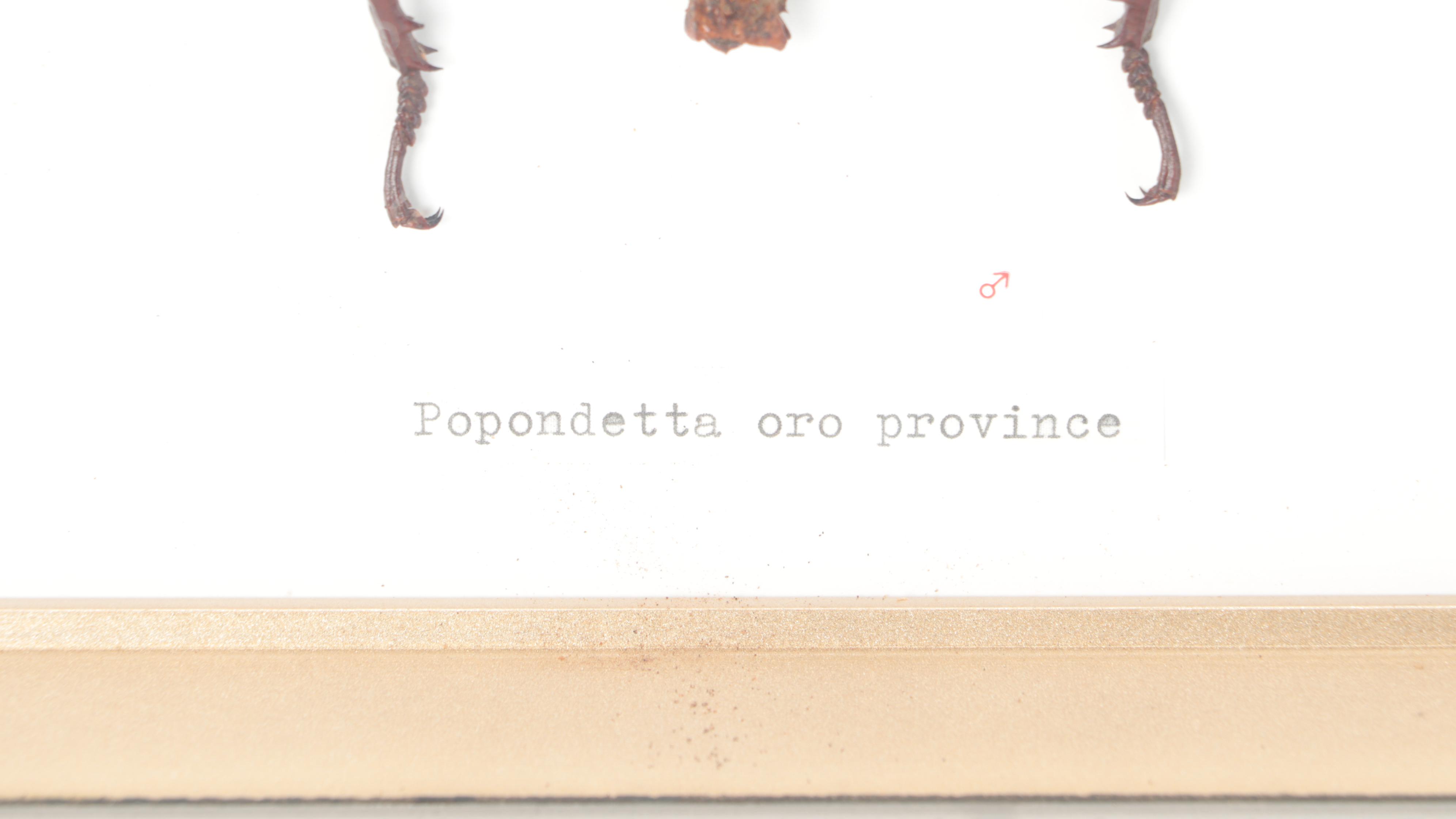 Taxidermy Thorny Devil Walking Stick Male and Female in Case