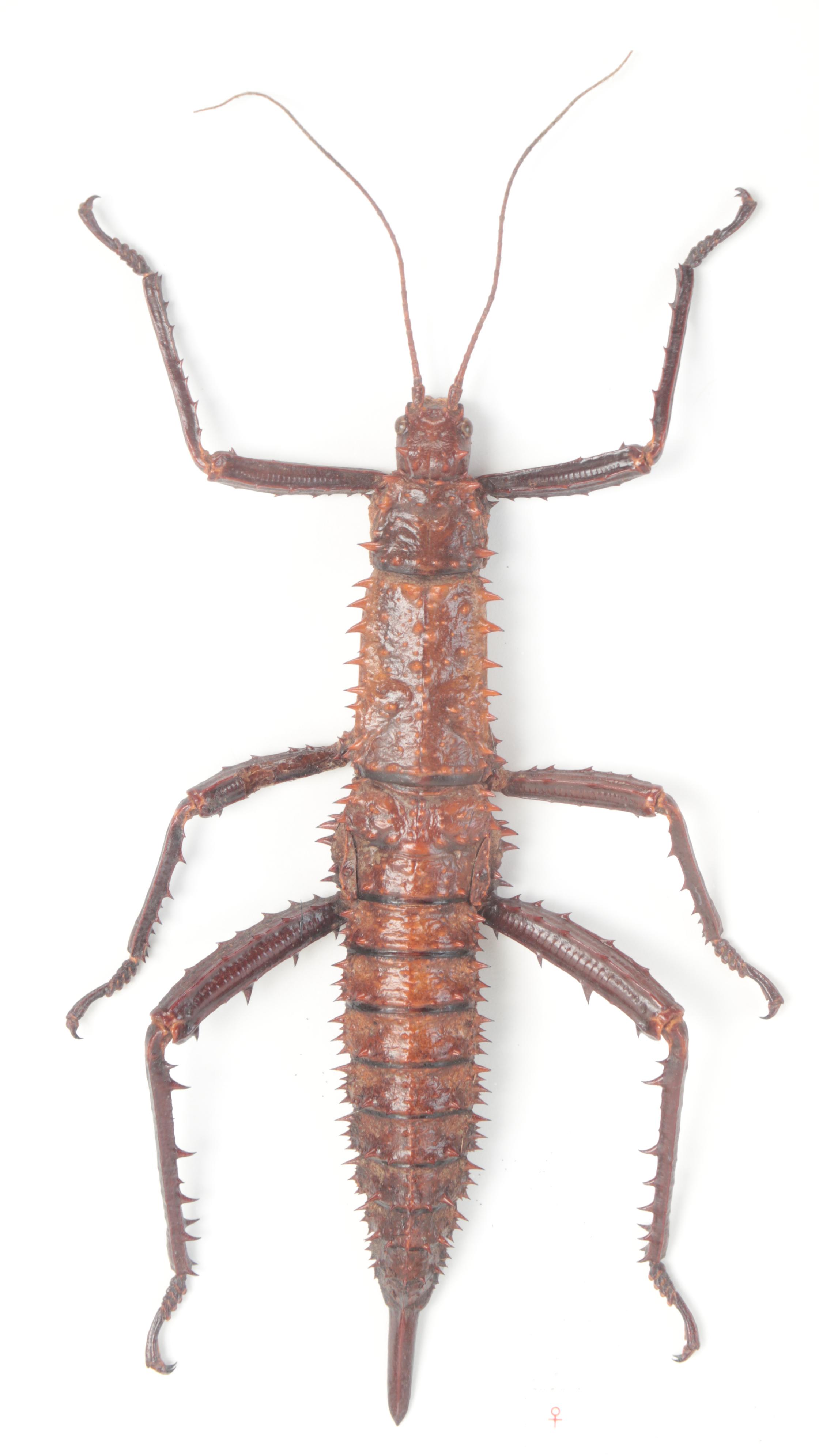 Taxidermy Thorny Devil Walking Stick Male and Female in Case