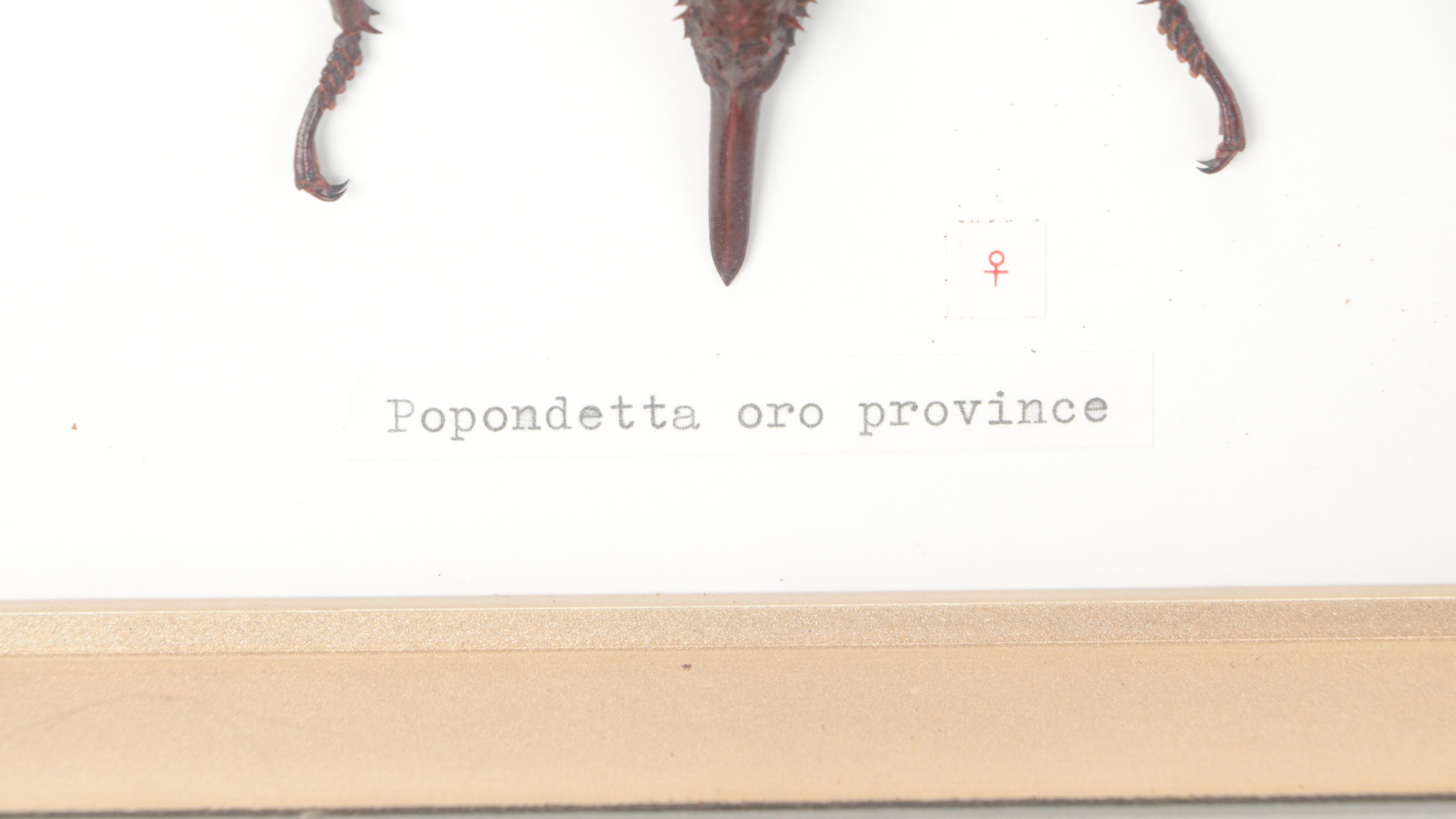 Taxidermy Thorny Devil Walking Stick Male and Female in Case