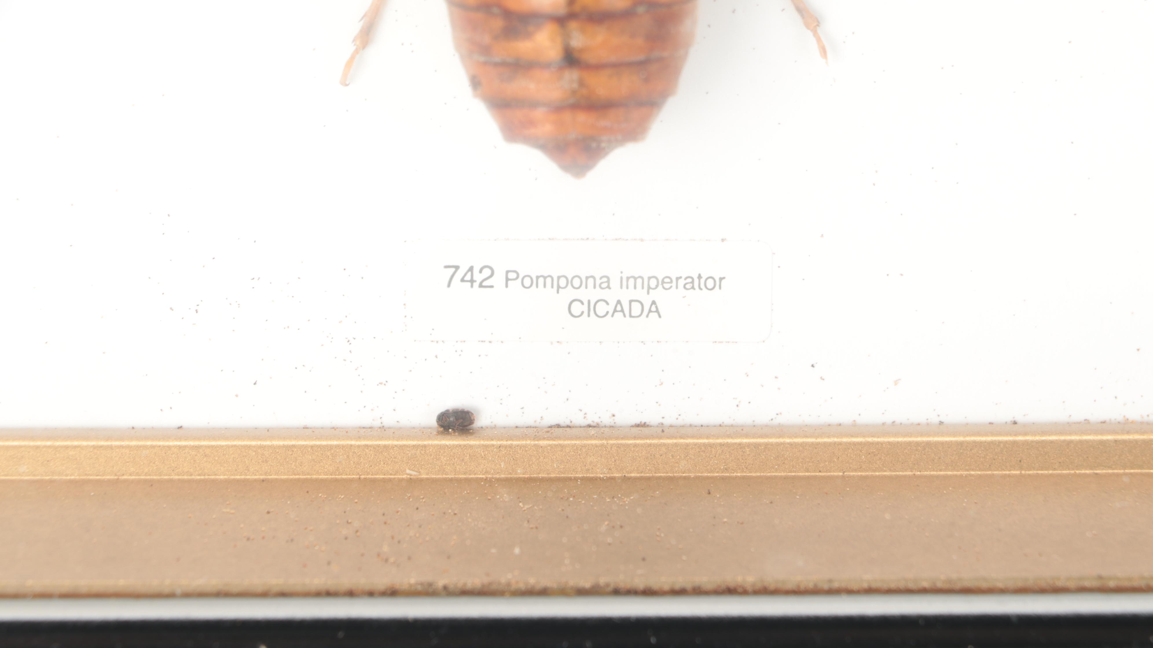 Taxidermy Giant Empress Cicada in Case