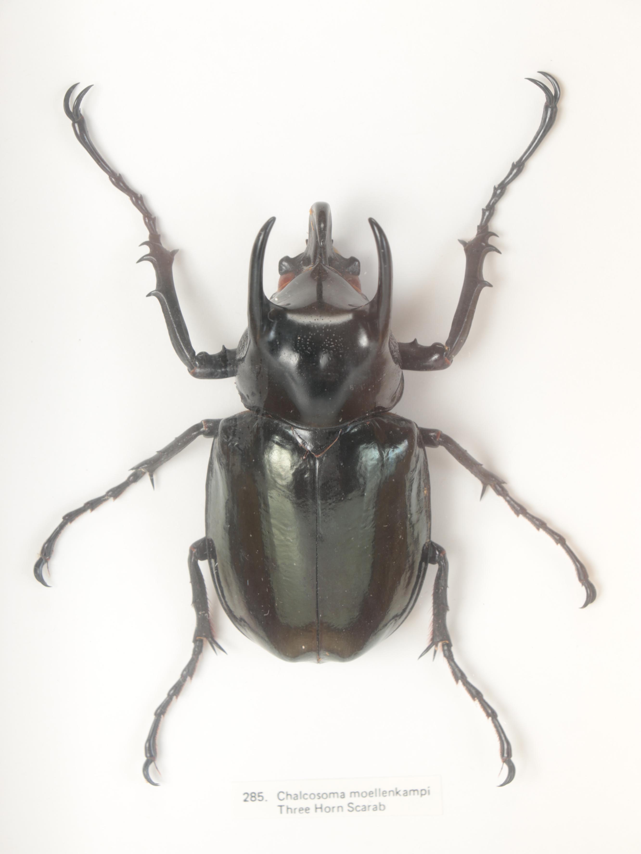 Taxidermy Three-Horned Scarab Beetle and Rhino Scarab in Case