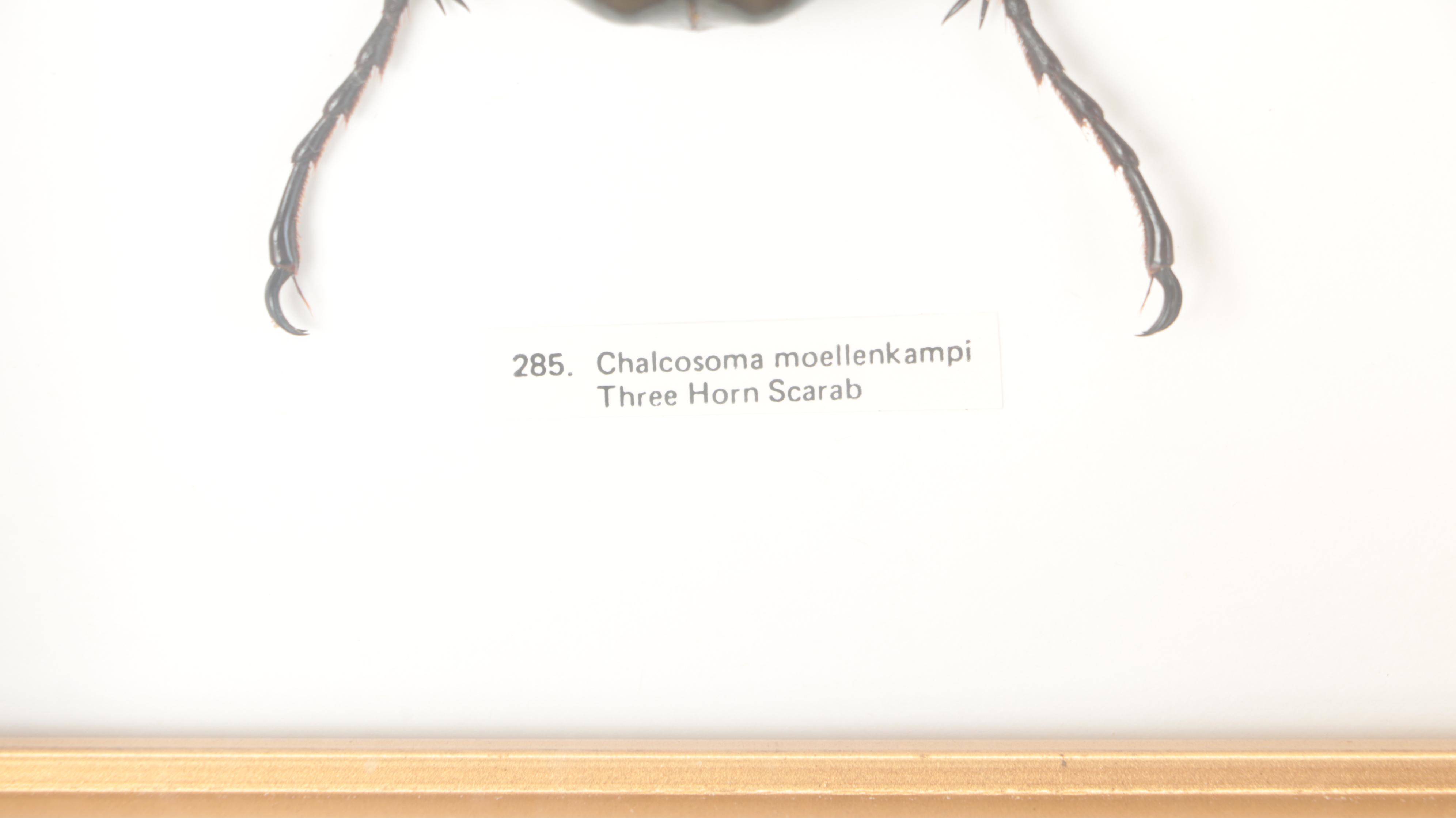 Taxidermy Three-Horned Scarab Beetle and Rhino Scarab in Case