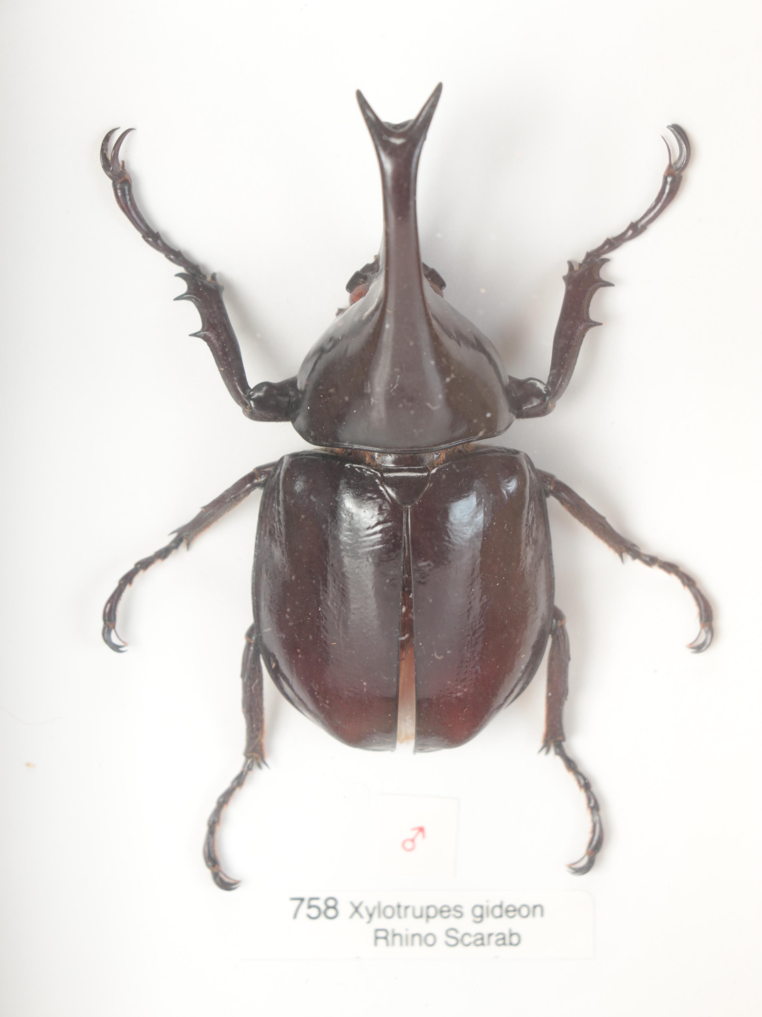 Taxidermy Three-Horned Scarab Beetle and Rhino Scarab in Case